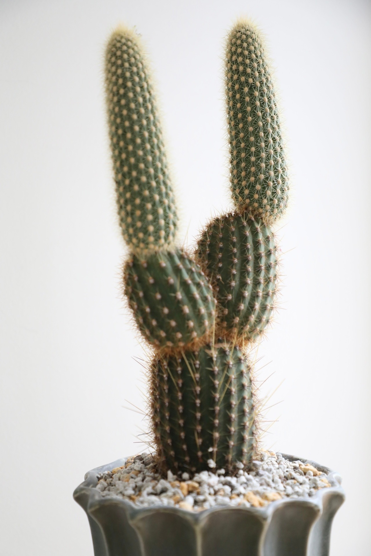 【M】金装竜(キンソウリュウ)/Espostoa guentheri　