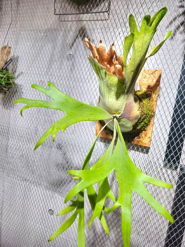 P.willinckii Bogor Mr.suddan × P.hillii Pumira Kew Gardens【artPLANTs/ PLANTS GARAGE】ビカクシダ/Platycerium