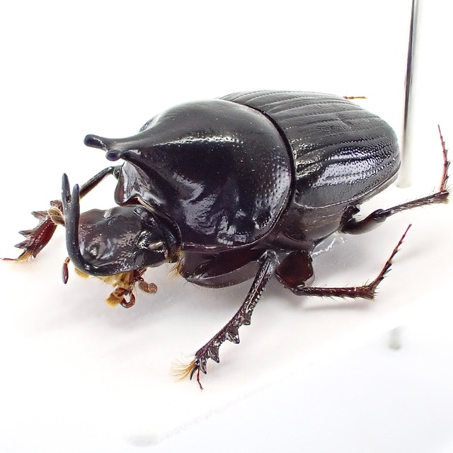 パナマ産 Onthophagus orphnoides ♂ 12mm