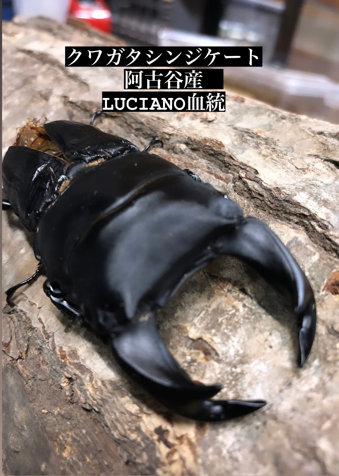 オオクワガタ 阿古谷産ルチアーノ血統 80 頭幅28 9 内歯7 2 50 1 51 53 5ミリ 極太ライン 幼虫1頭 クワガタ研究所