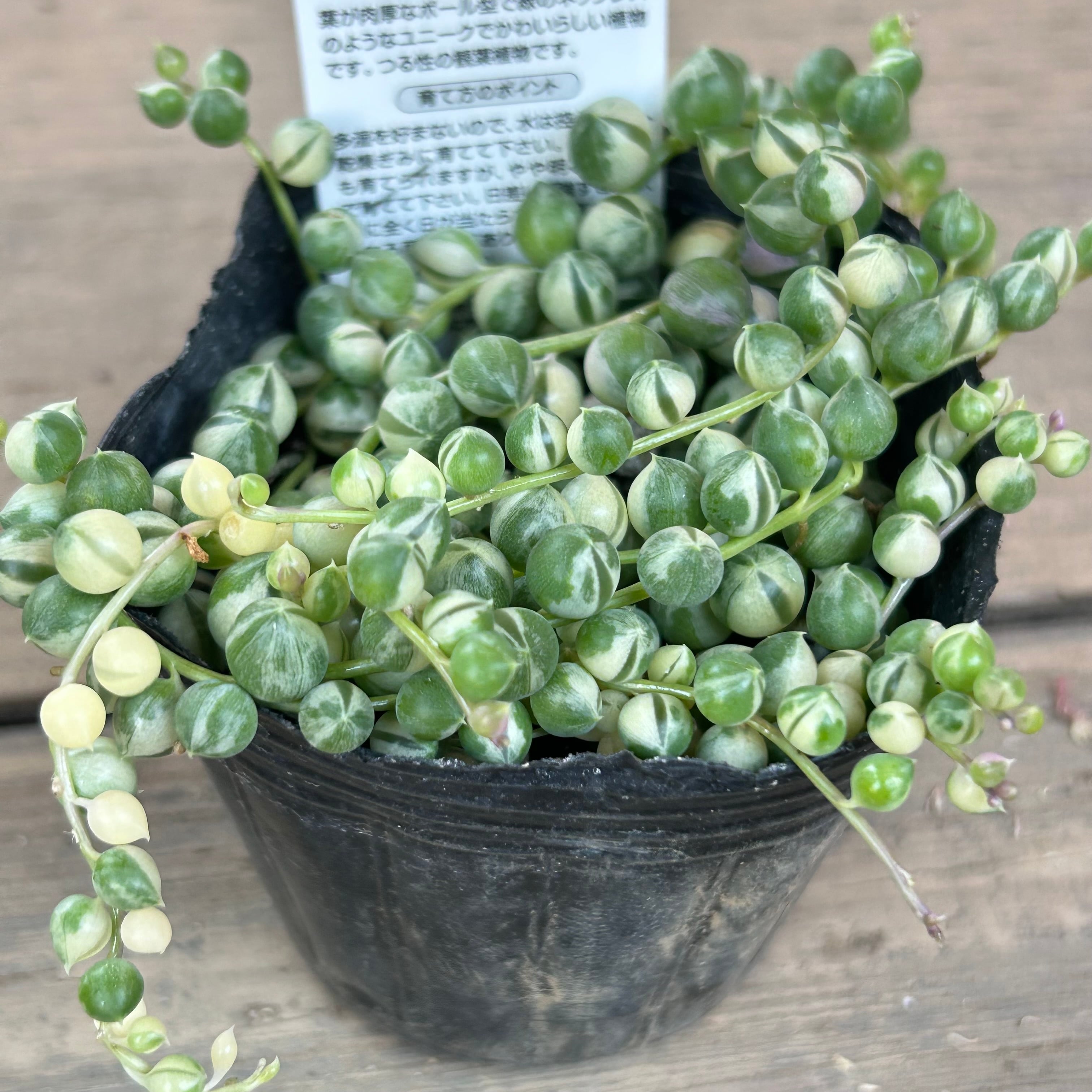 斑入りグリーンネックレス | RuPo 多肉植物専門店