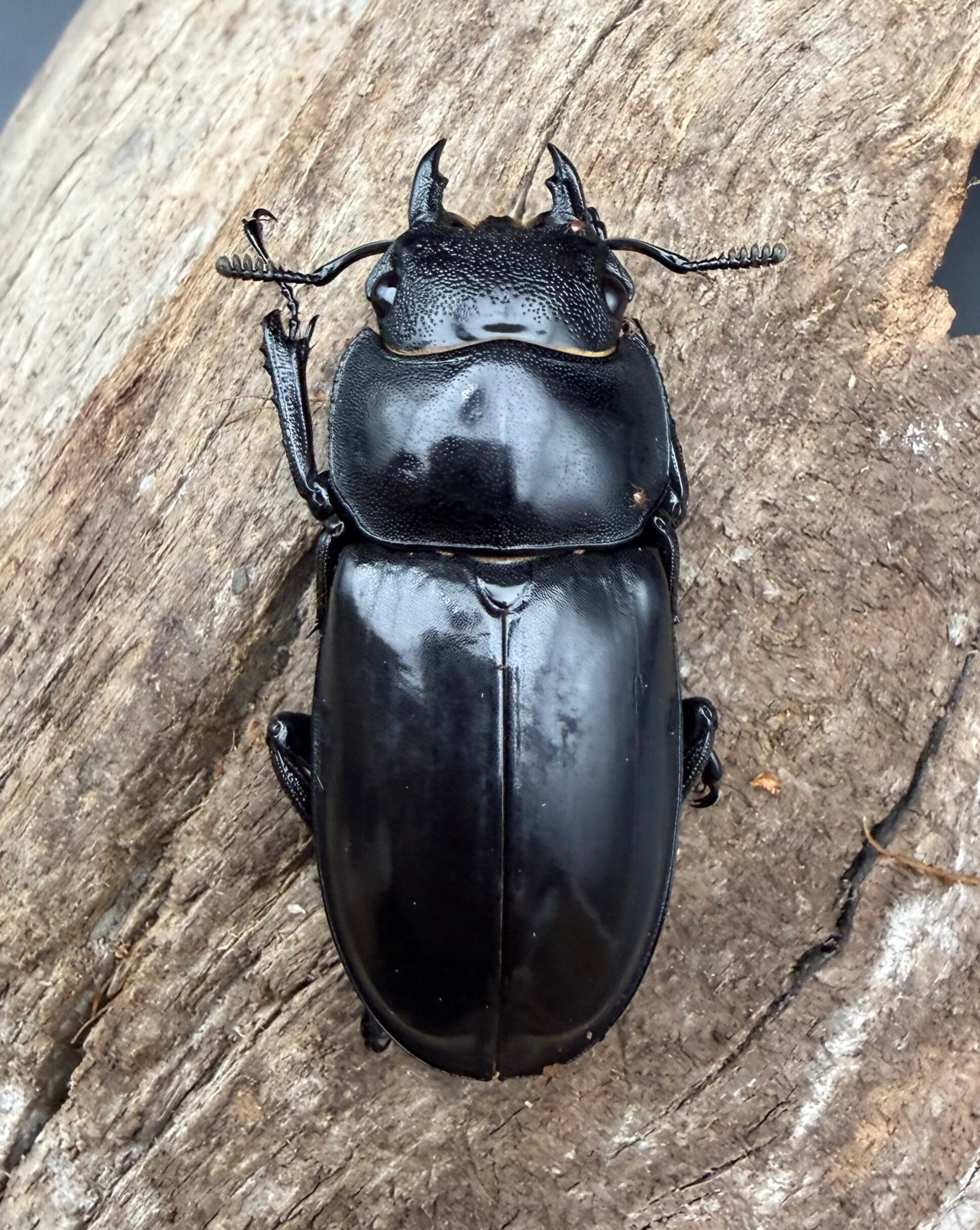 むしやどんぐり ⁄ マンディブラリスフタマタクワガタ(sumatranus)