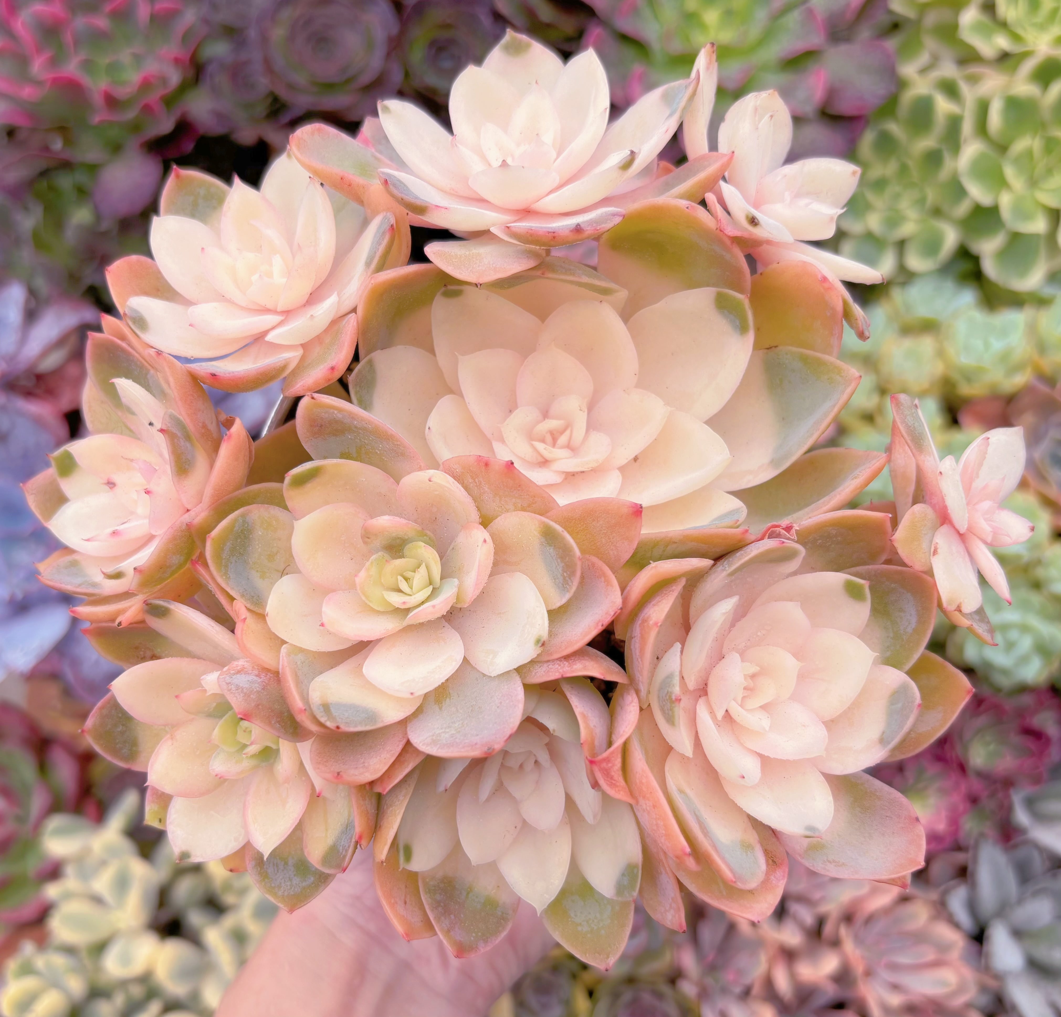 現品　シルクベール錦#A06　大群生　るる農園