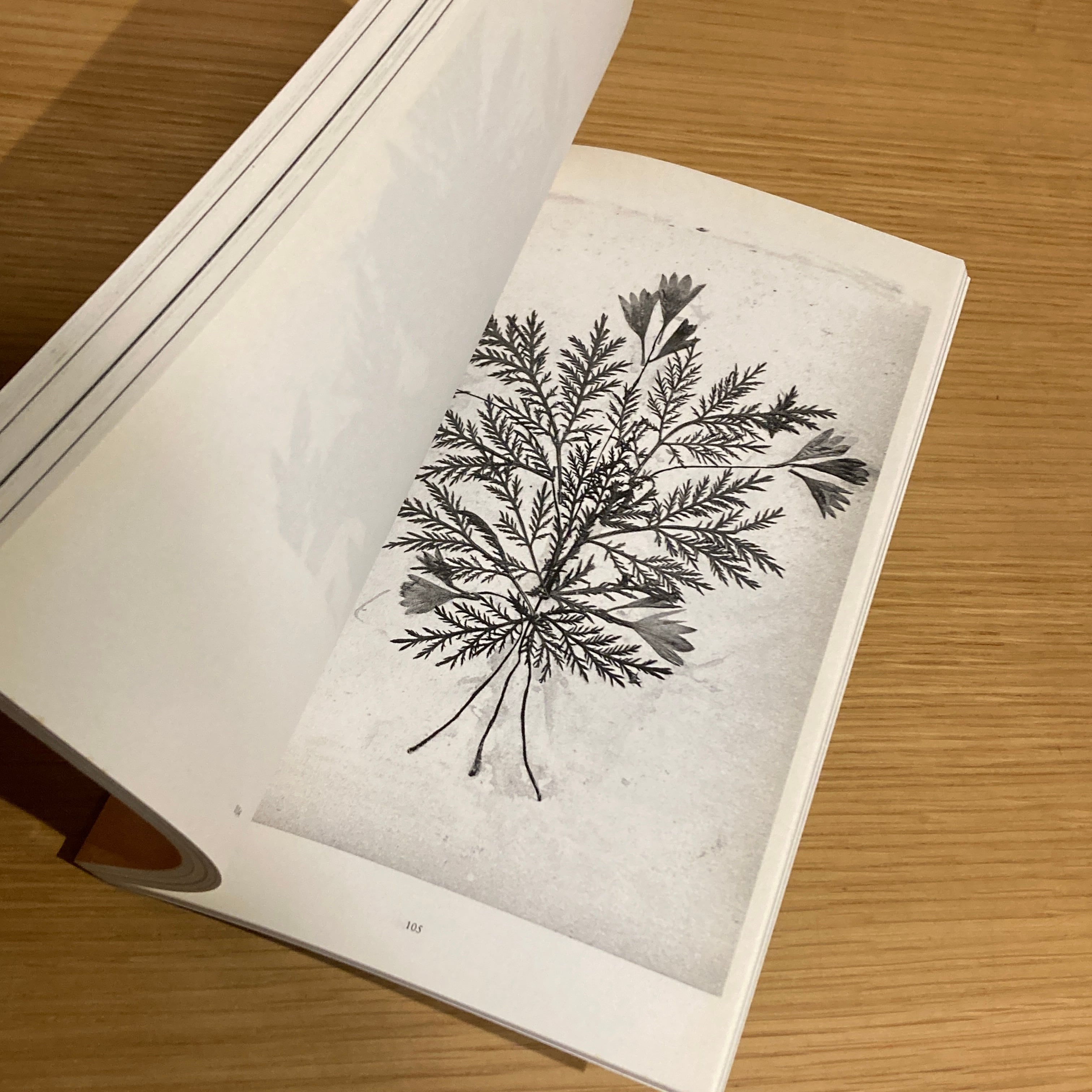 The Politics of Flowers / Terri Weifenbach | 百年
