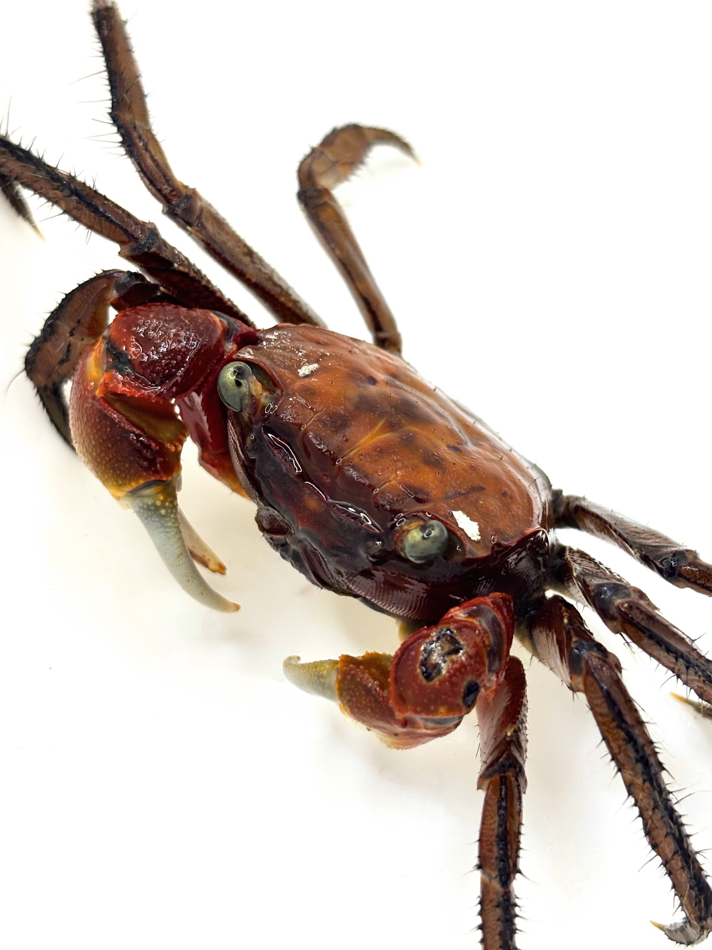 ヤシガニ♀② 1匹 | まるころ商店〜まるくてころころした生き物を販売