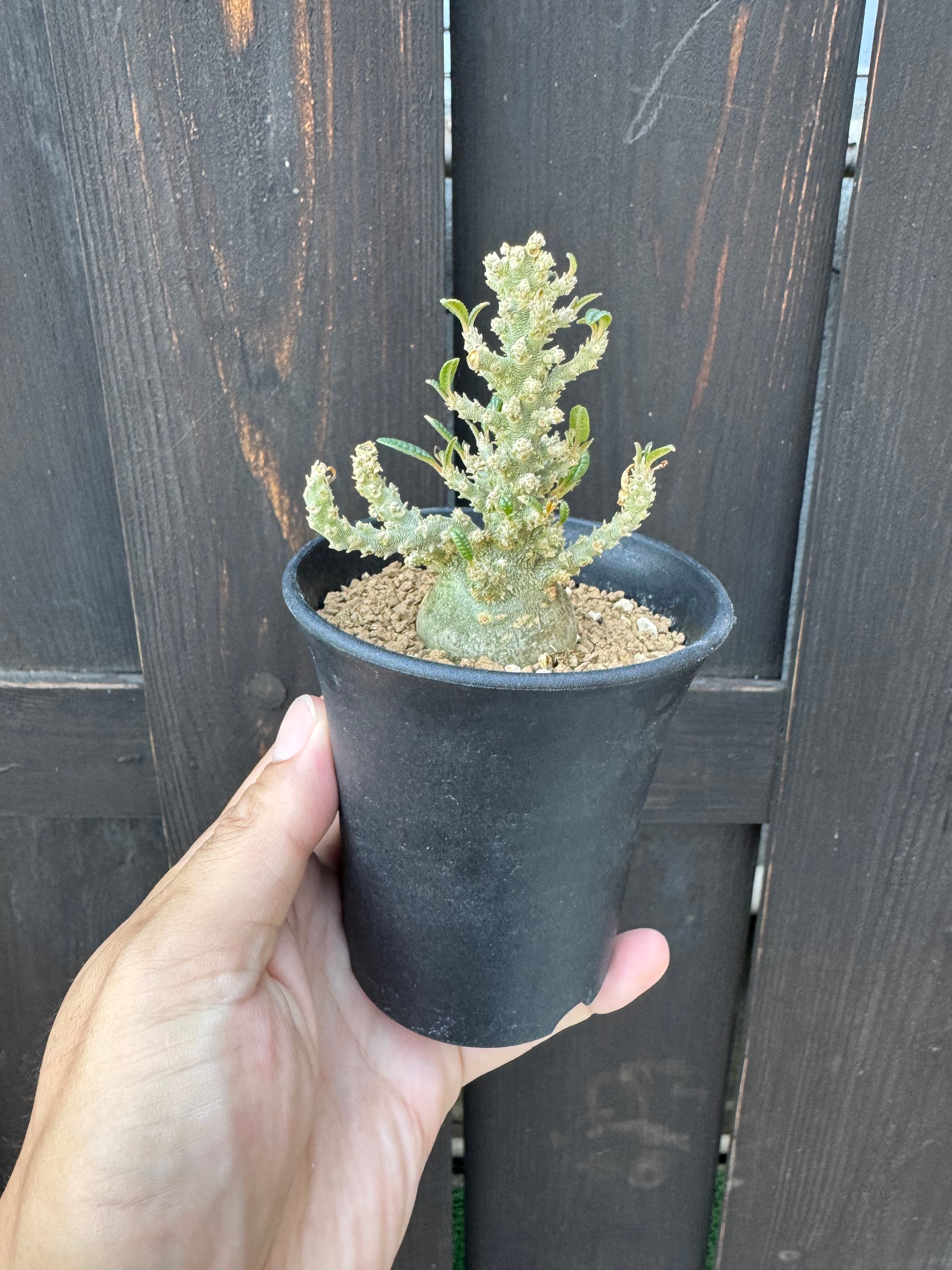 極上品】Dorstenia gigas f. bullata 【ぷっくり小さなギガスの最高峰