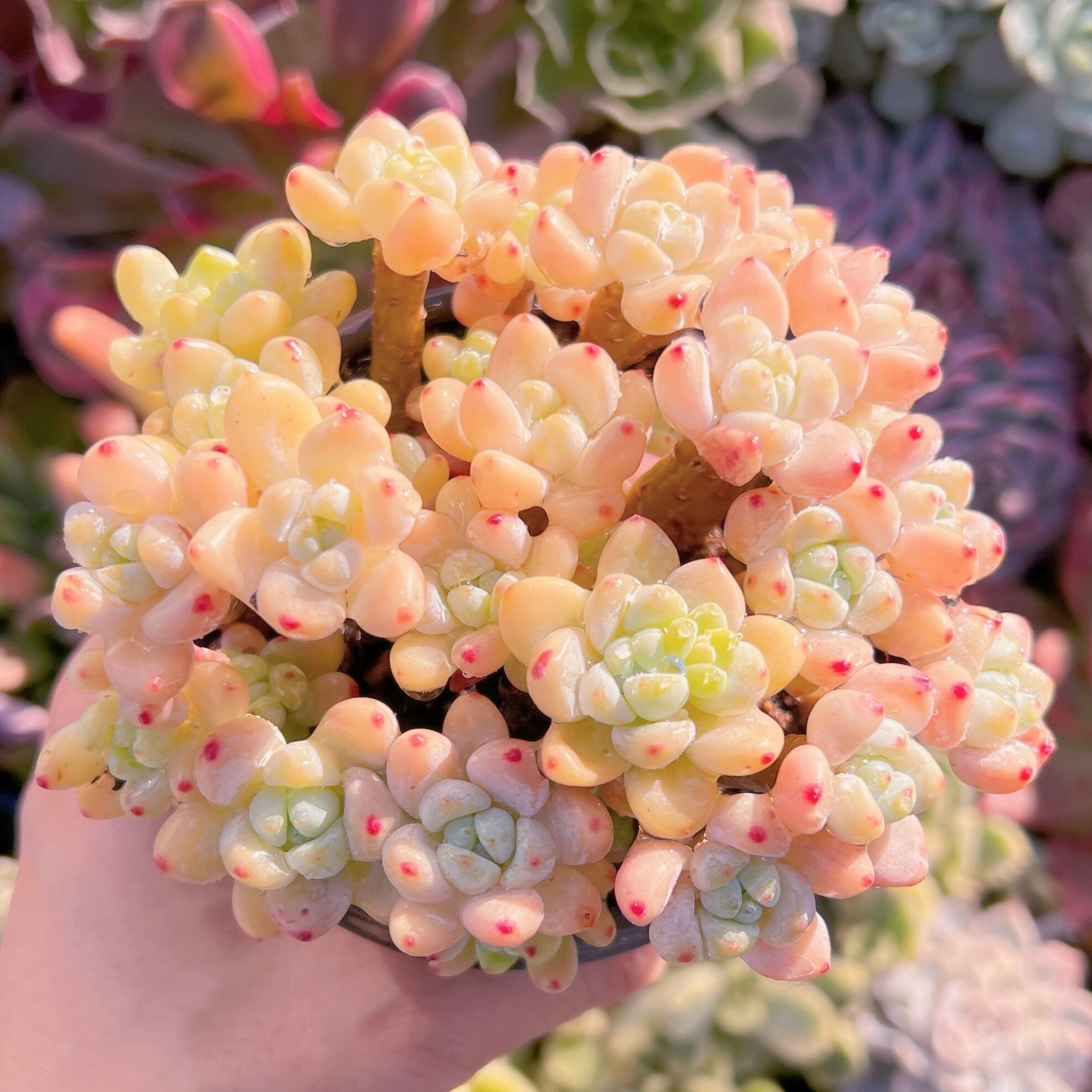 現品　ピンクラウル#079　群生　るる農園