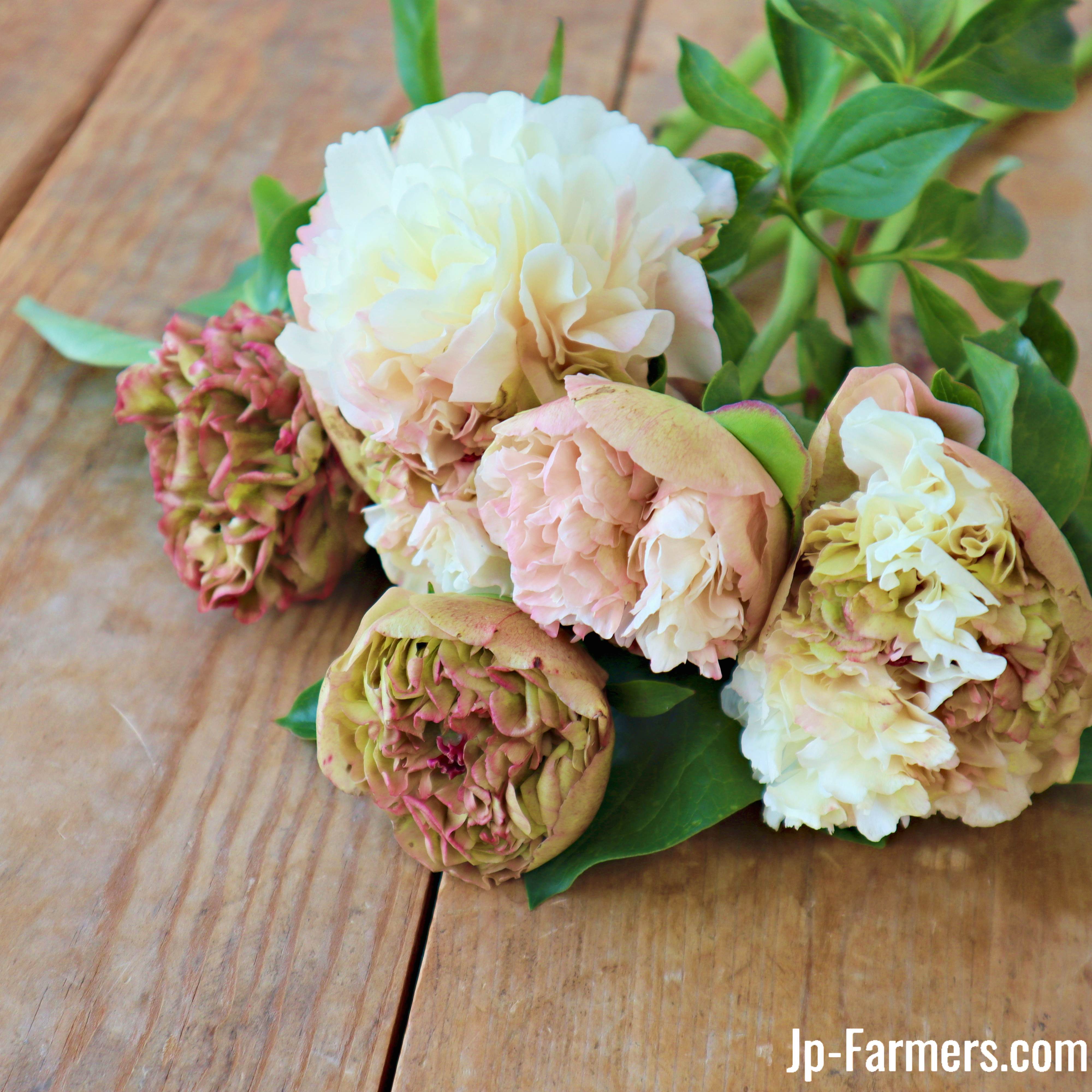 リョウスイ　芍薬 10セット限定15％OFF 幻の芍薬 第二弾！】 芍薬 ルイスチョイス 5本