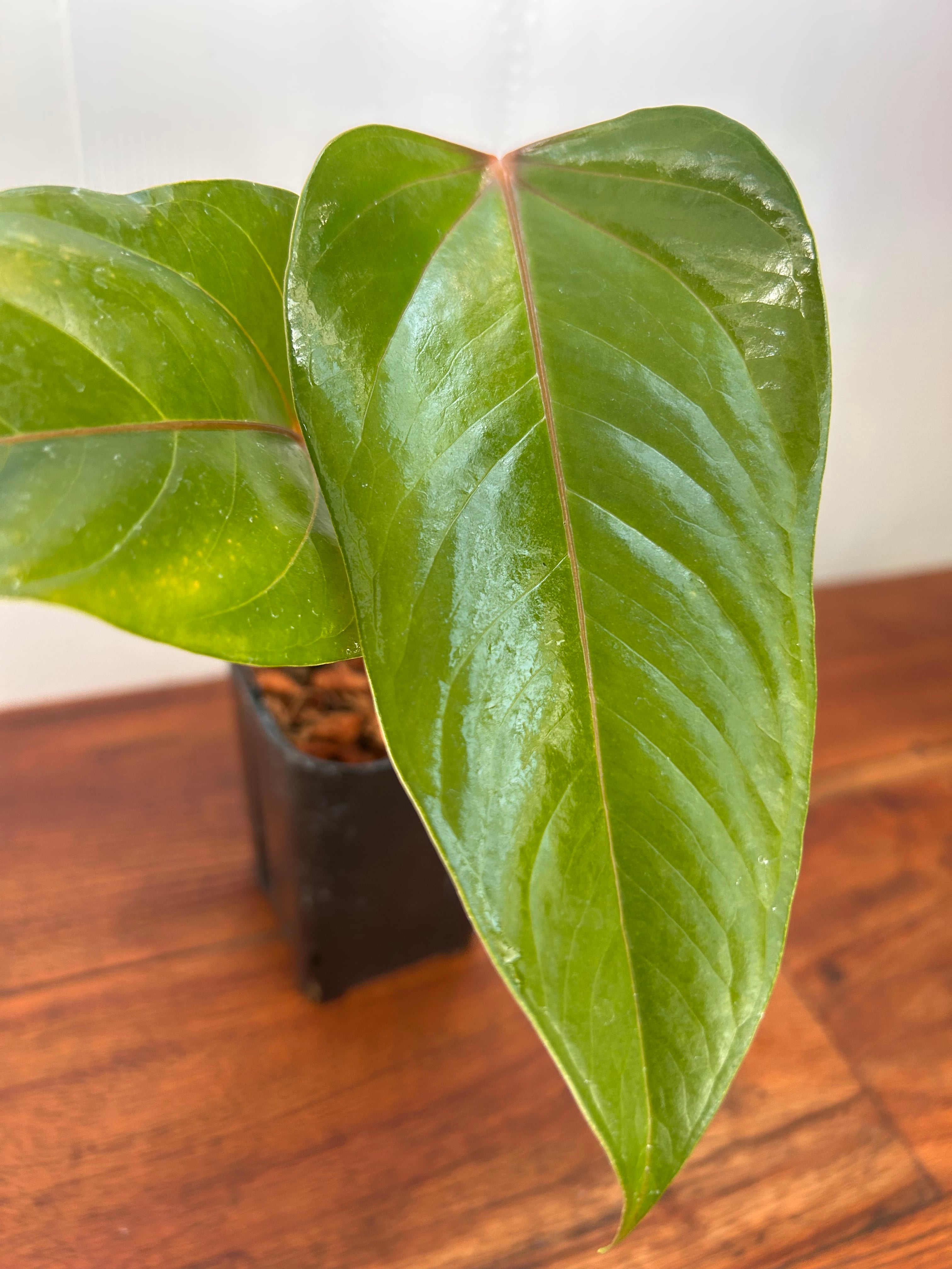 Anthurium | BALI-AN 園芸