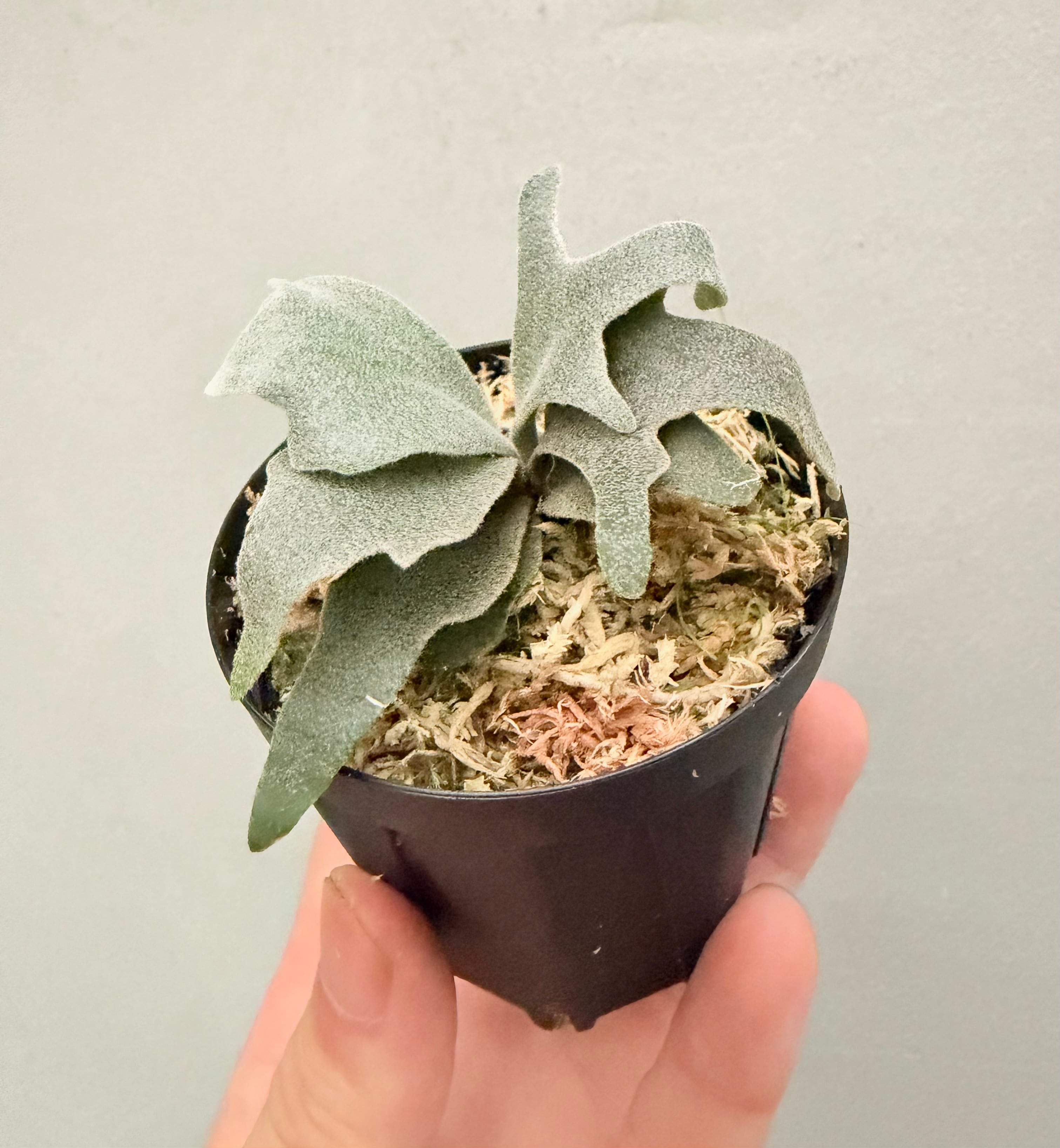 Platycerium_ビカクシダ | vandaka plants