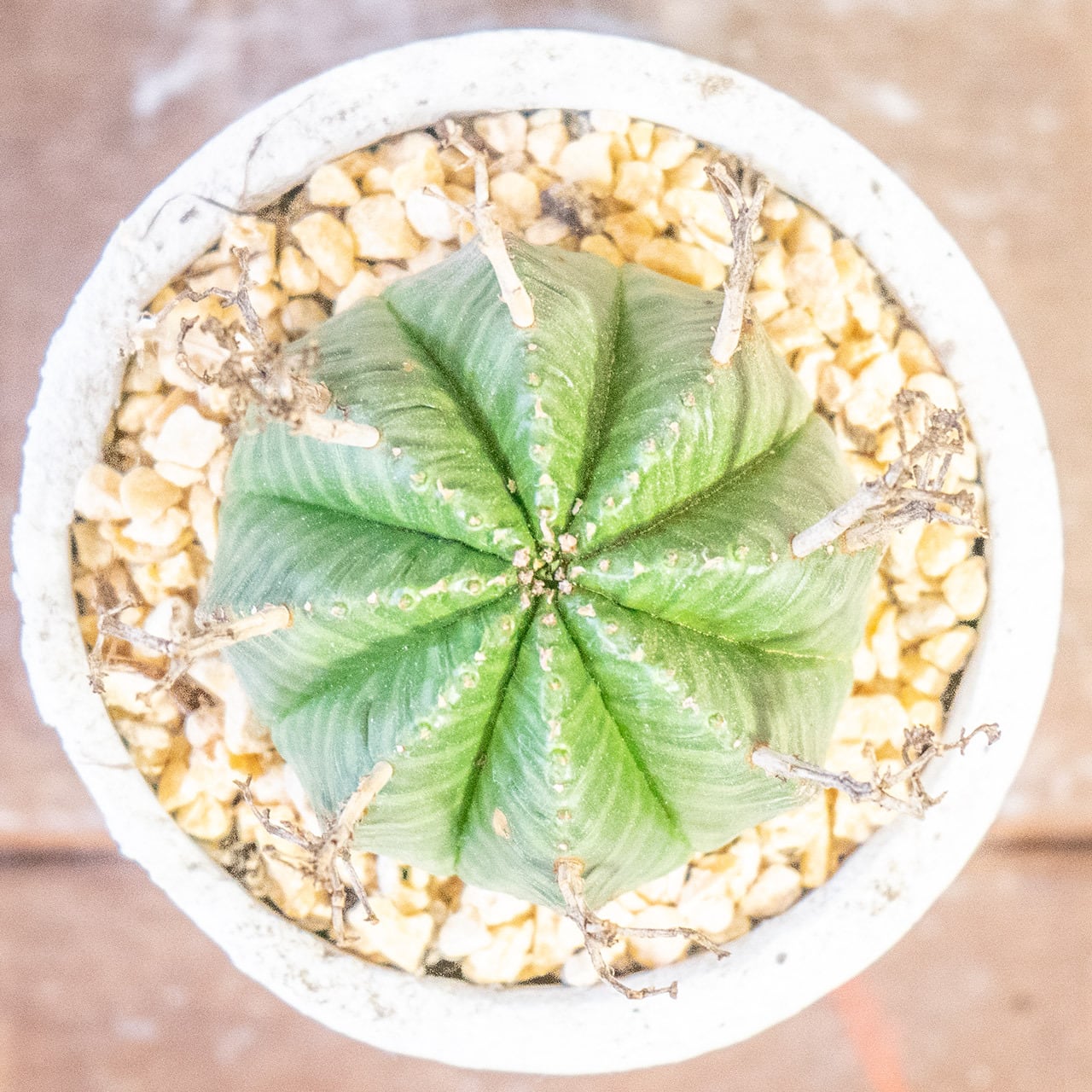 球体に稜線が走る端正な姿。手づくりモルタル鉢で楽しむユーフォルビア・バリダ（中型株・幅8cm）｜虫発生抑制（全国一律送料850円）