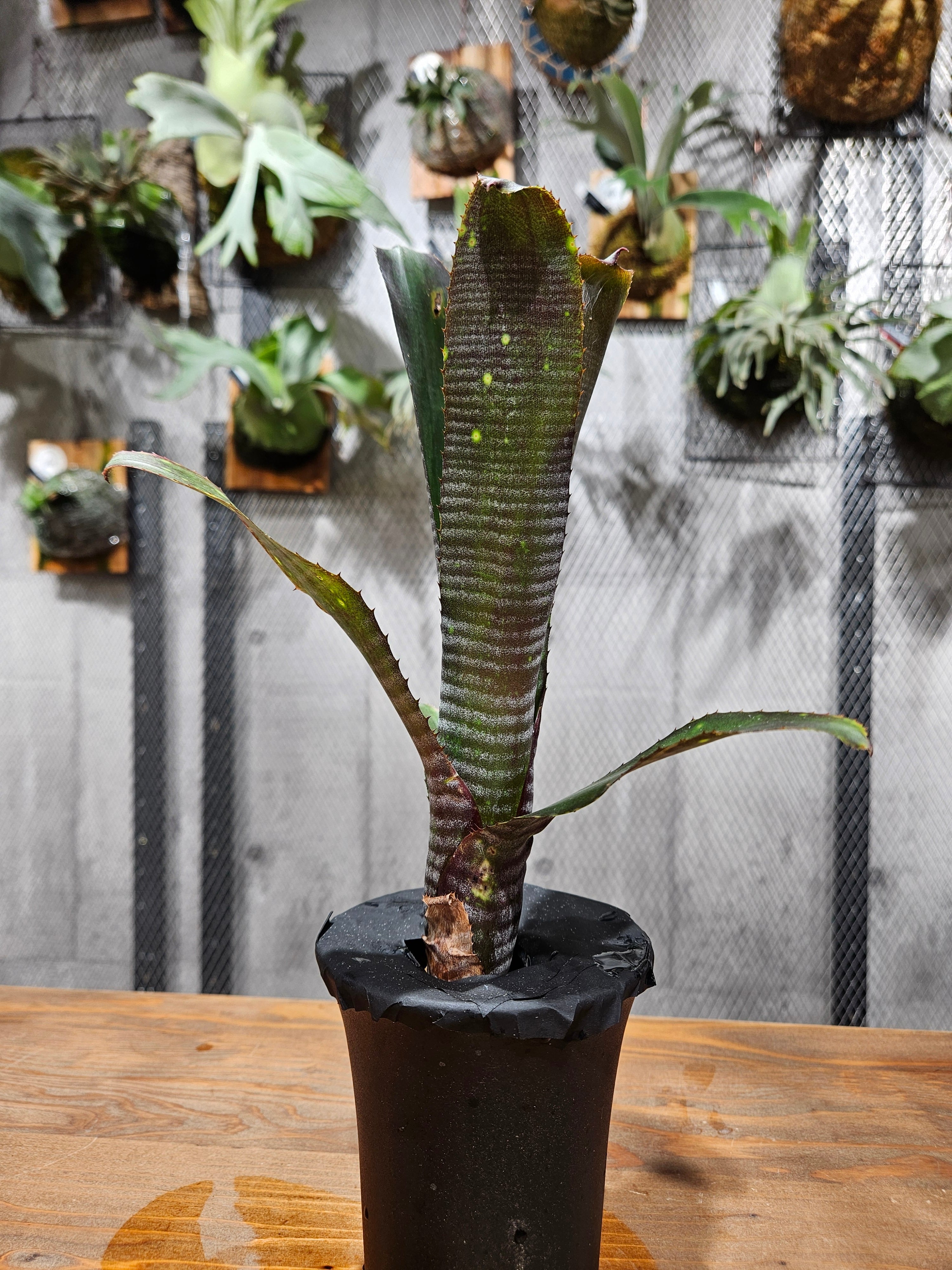 Billbergia. Kolan Jewel【artPLANTs/PLANTS GARAGE】 ビルベルギア