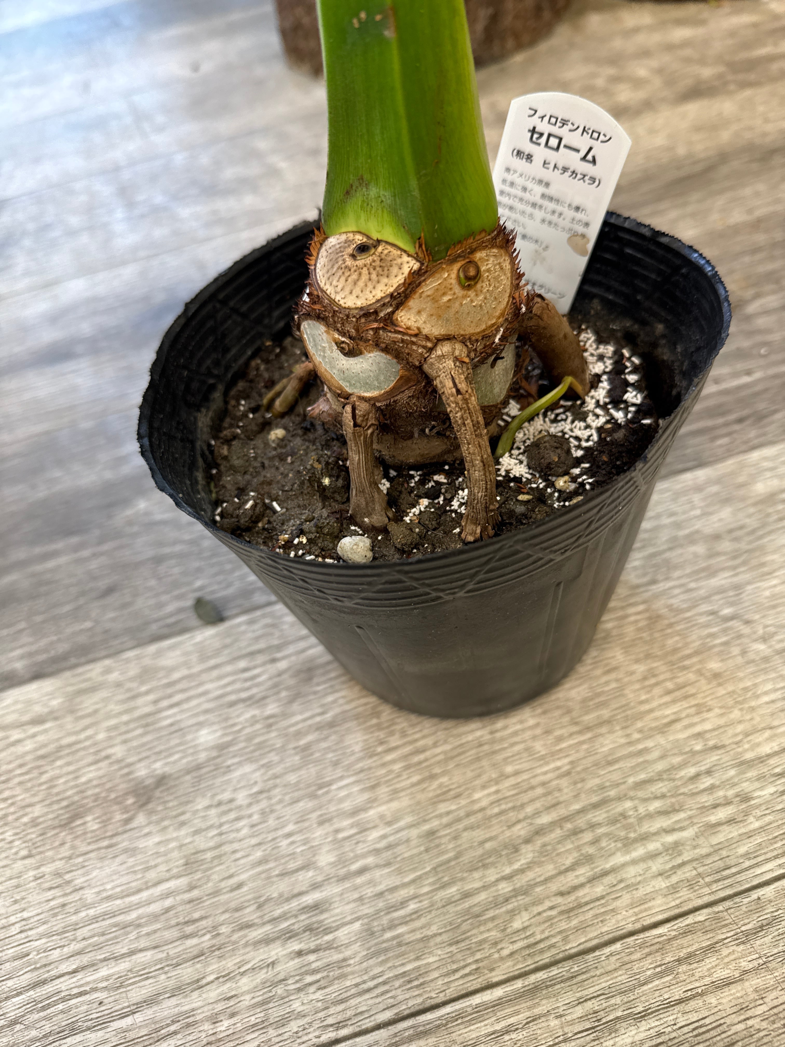 フィロデンドロン ジャンボリーフ セローム根上がり | Gardenえん