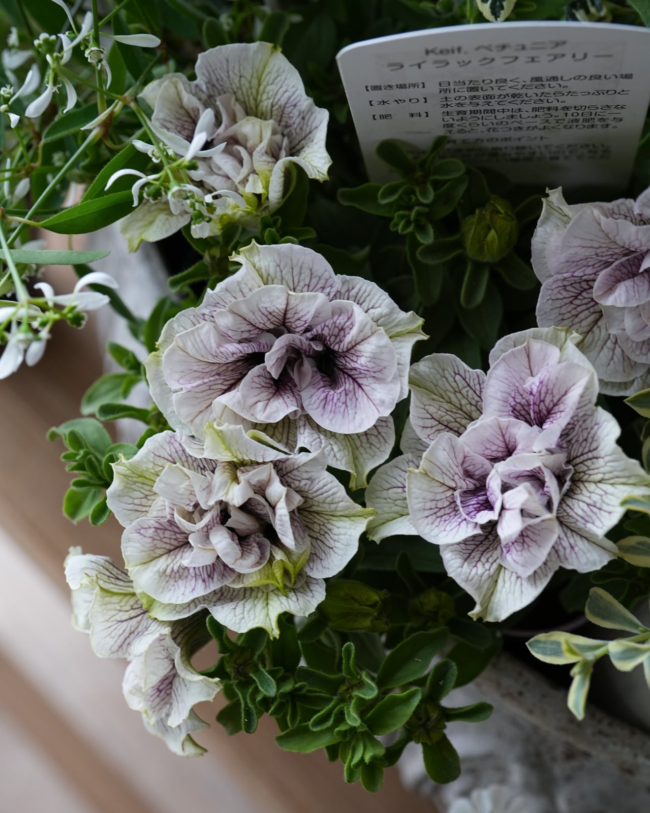 花苗セット】 アンティークラベンダー系ペチュニアの ミニ寄せ植え花苗