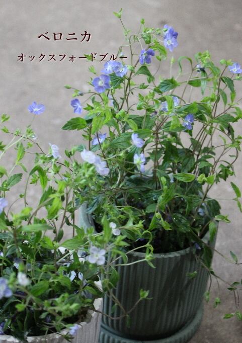 種子10粒 ダドレア ブリトニー 仙女盃 多肉植物 | Pay ID