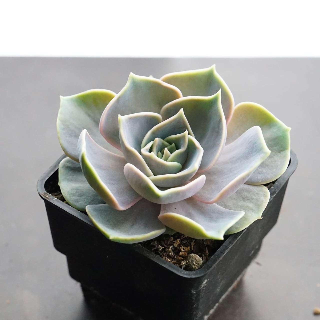 選べる抜き苗 藤紫 Echeveria 'Fujimurasaki'