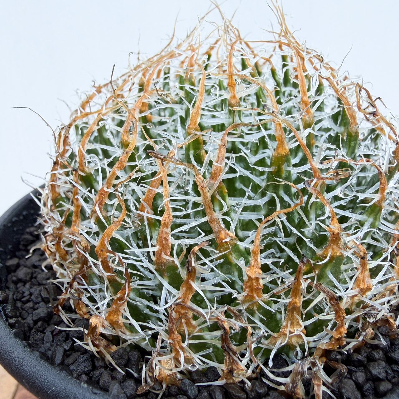 Haworthia gigas【ハオルチア・ギガス】