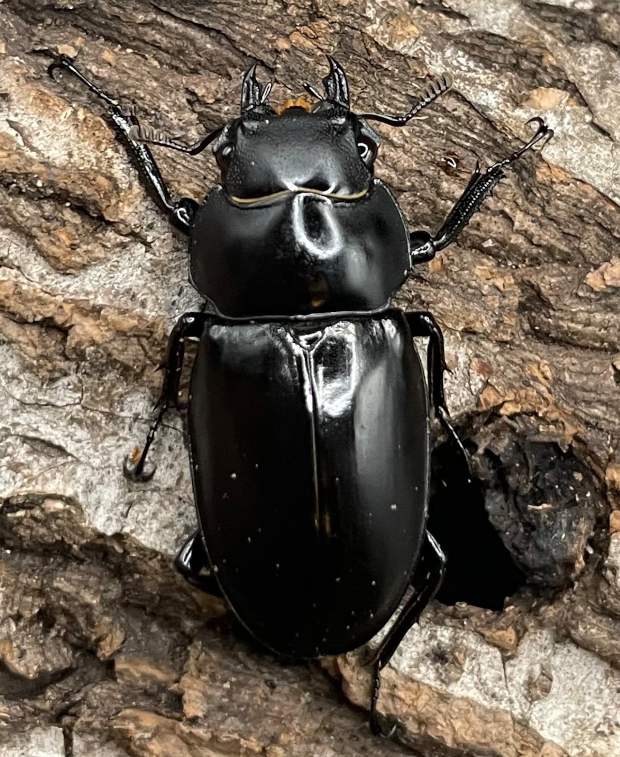 【WD】《アドゥンクスフタマタミャンマー北部亜種 66mm B品ペア》