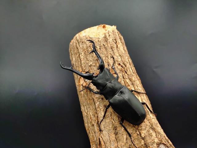 WDギラファノコギリクワガタ　♂97ｍｍ♀47ｍｍ