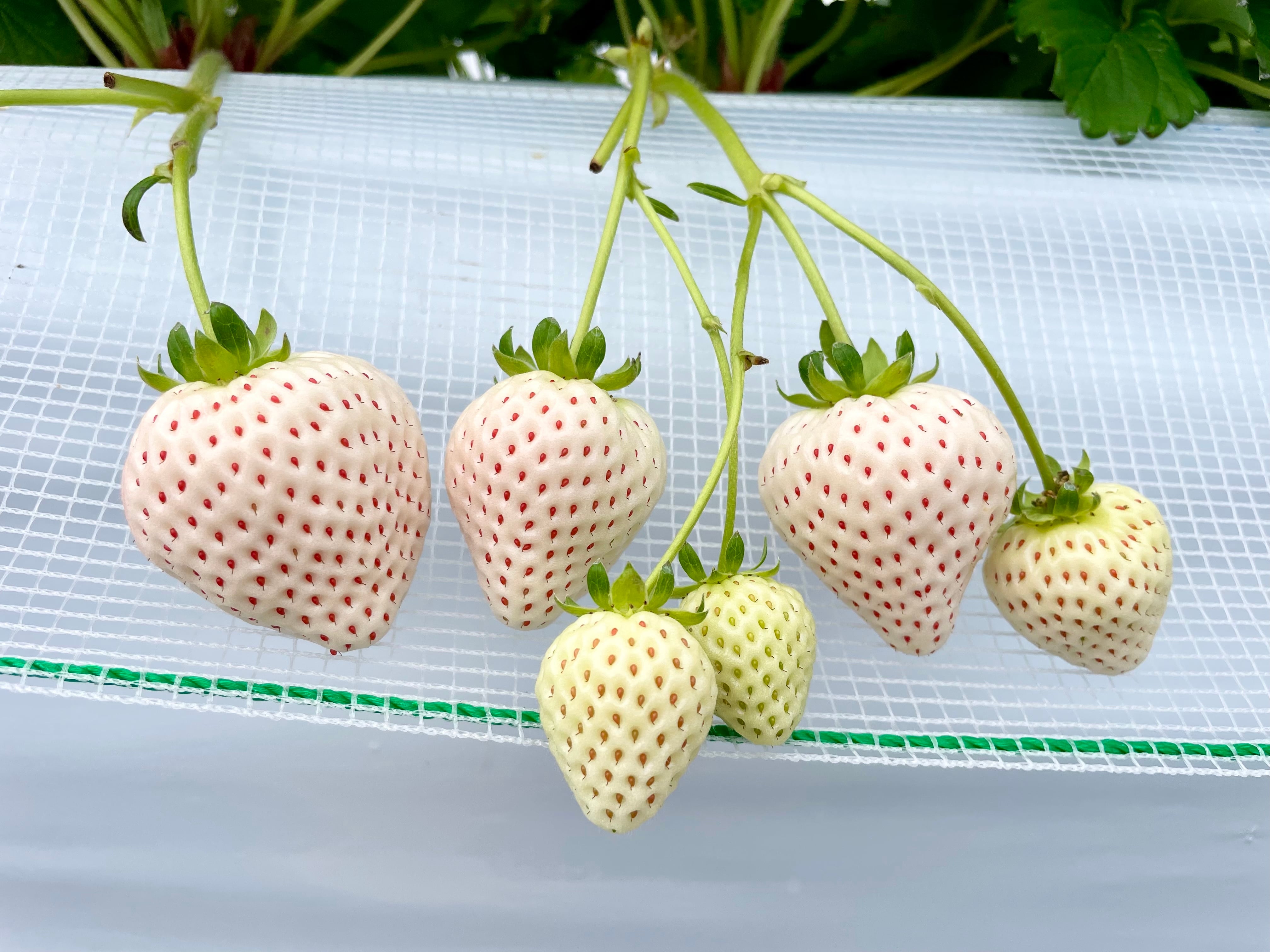 天使のいちご×旬のいちご 詰め合わせ