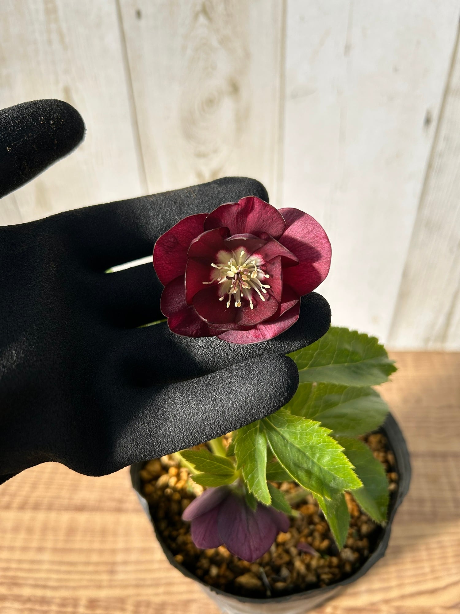 ≪EC≫クリスマスローズ（加藤農園）グロッシーカラー☆ CR-KT031