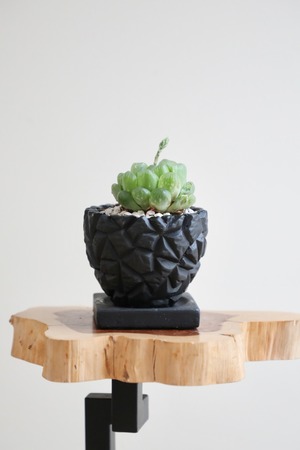 【S】ハオルチア オブツーサ/Haworthia 　※陶器鉢付き