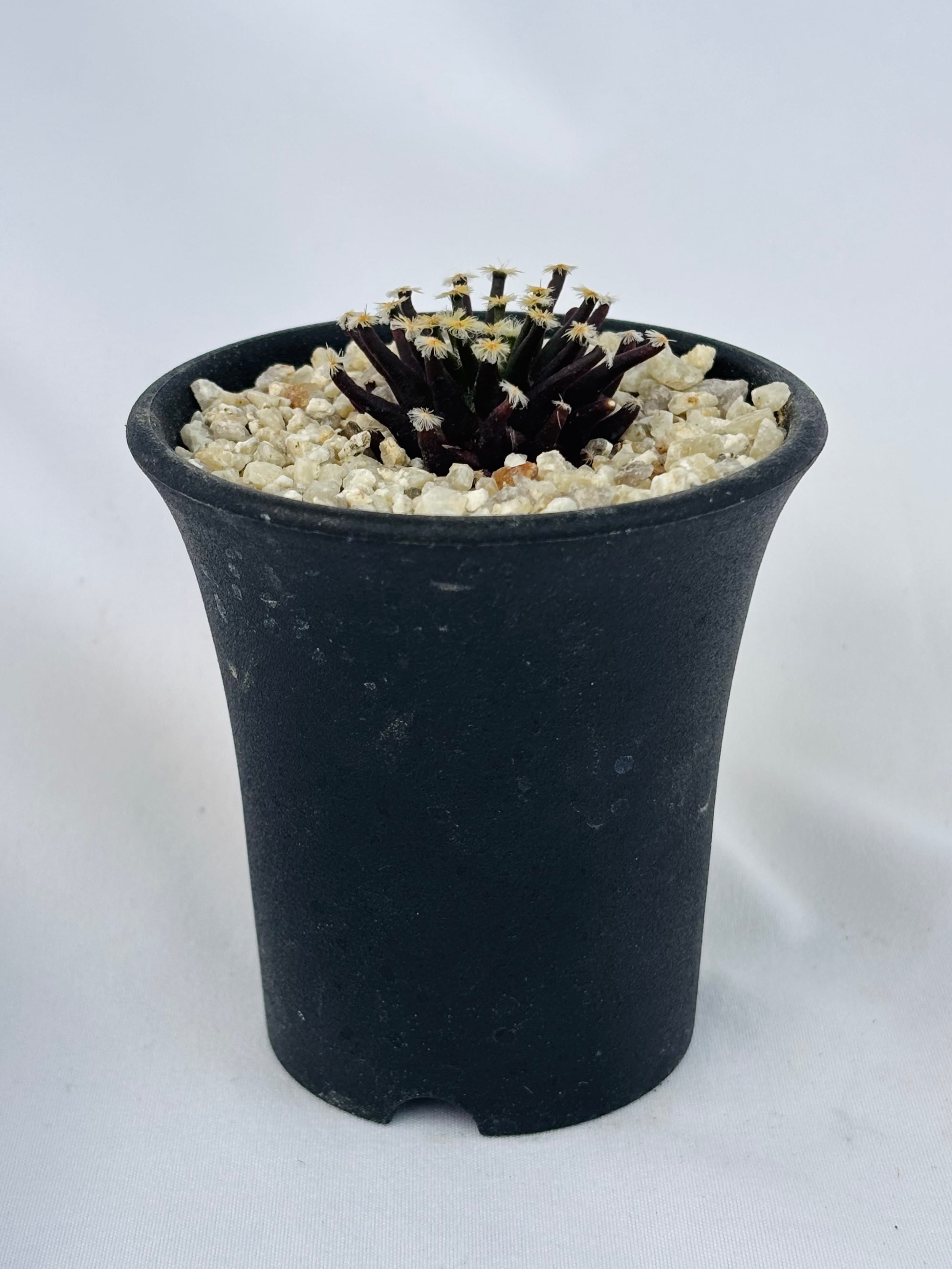 Mammillaria schiedeana マミラリア 黒肌明星 サボテン | plants MARU