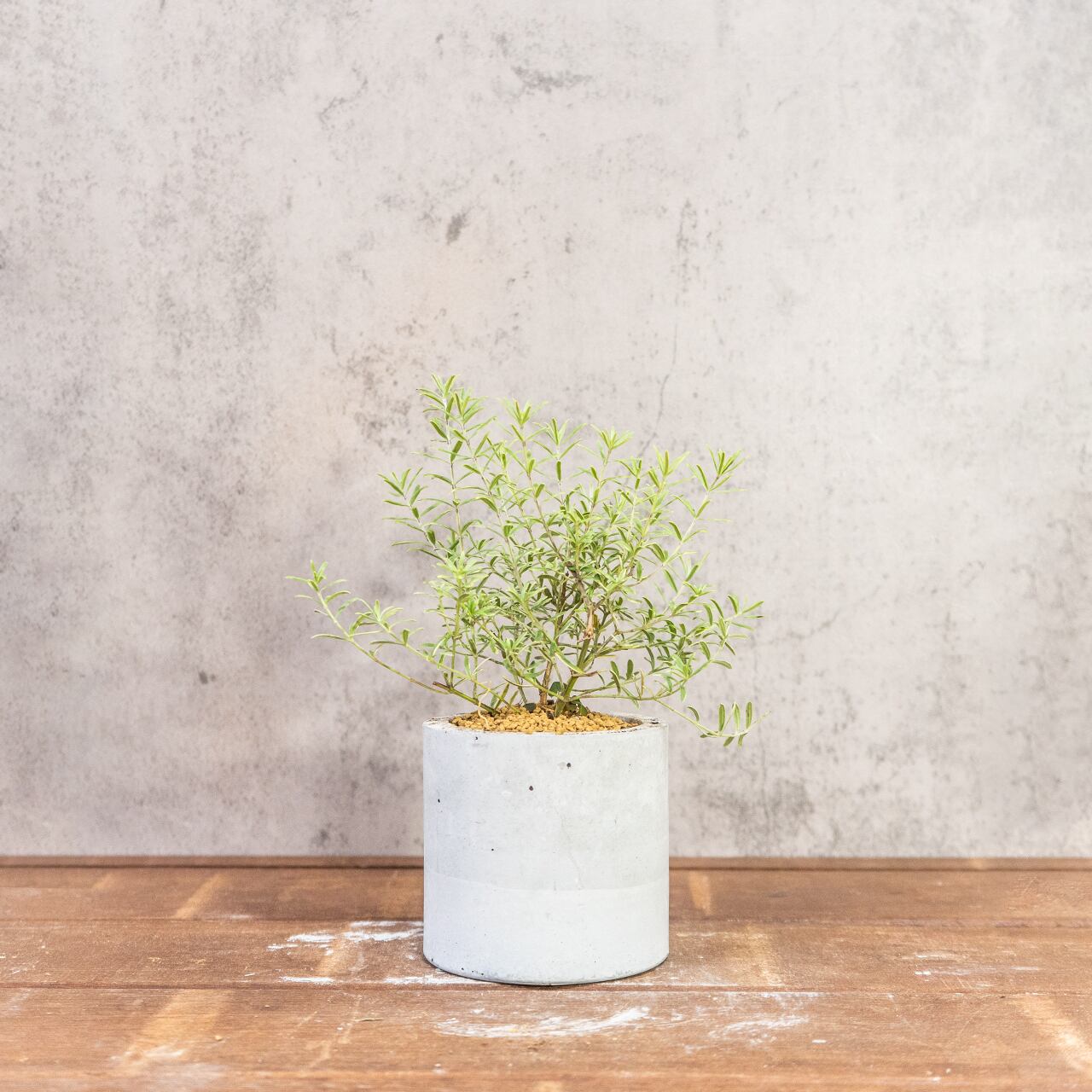 ウエストリンギア・ライムライト｜細葉が美しい爽やかグリーンのインテリア植物【虫発生抑制／手づくりモルタル鉢】