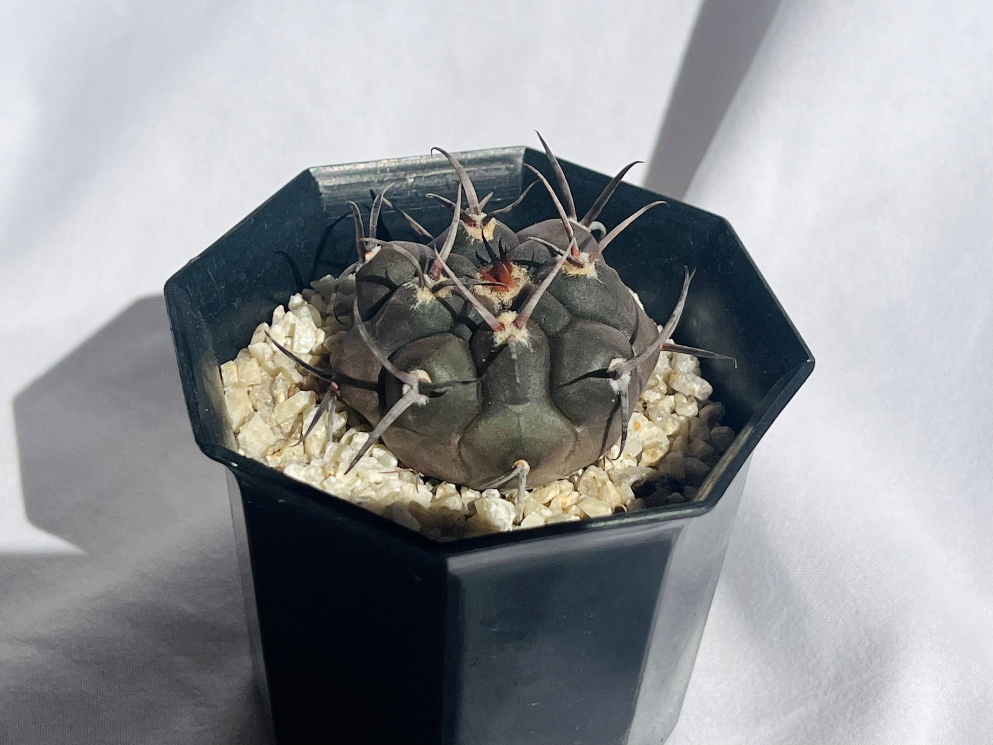 Gymnocalycium mazanense ギムノカリキウム マザネンセ 魔天竜 黒刺黒