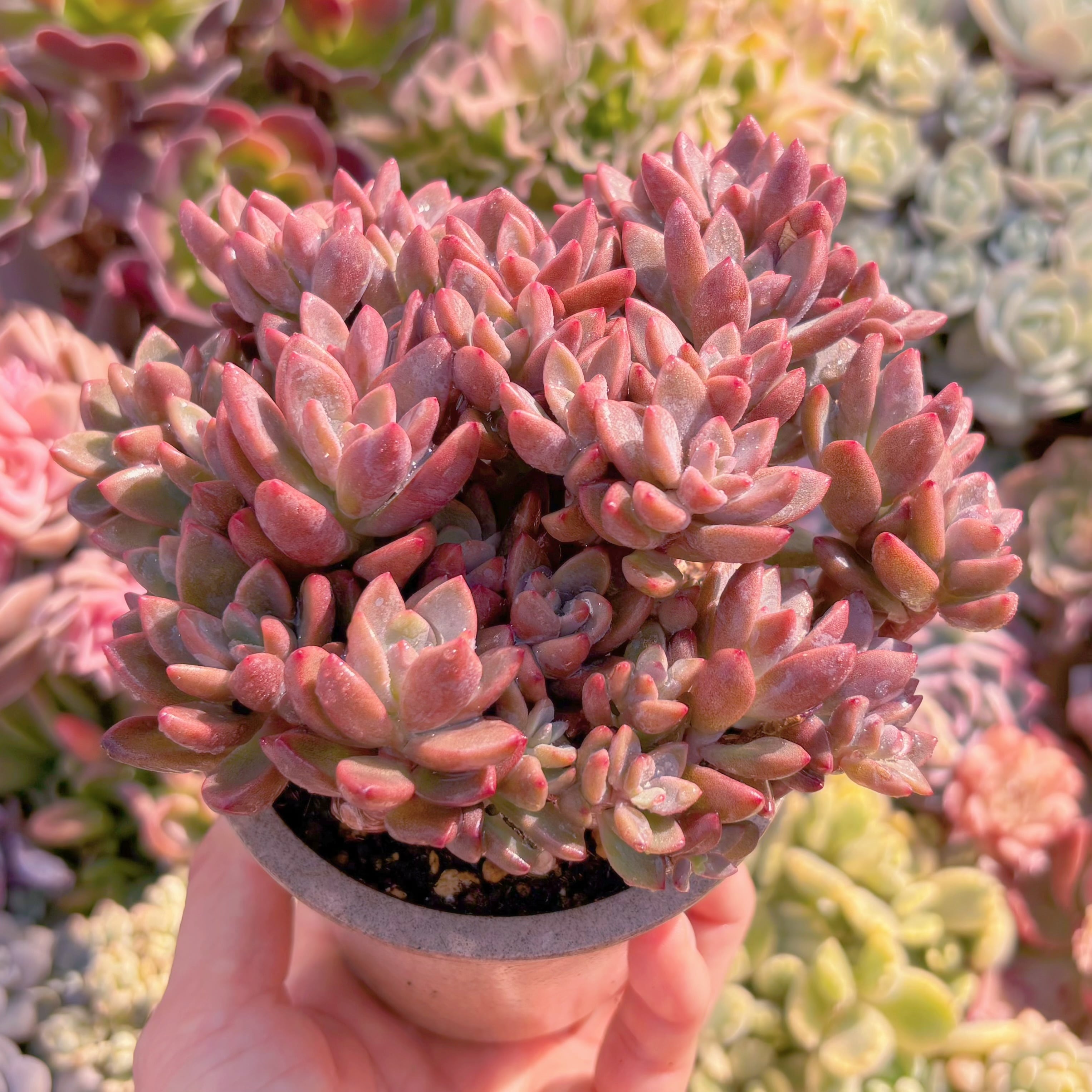 多肉植物 レズリー 群生 新入荷 るる農園 | るる農園~多肉植物専門