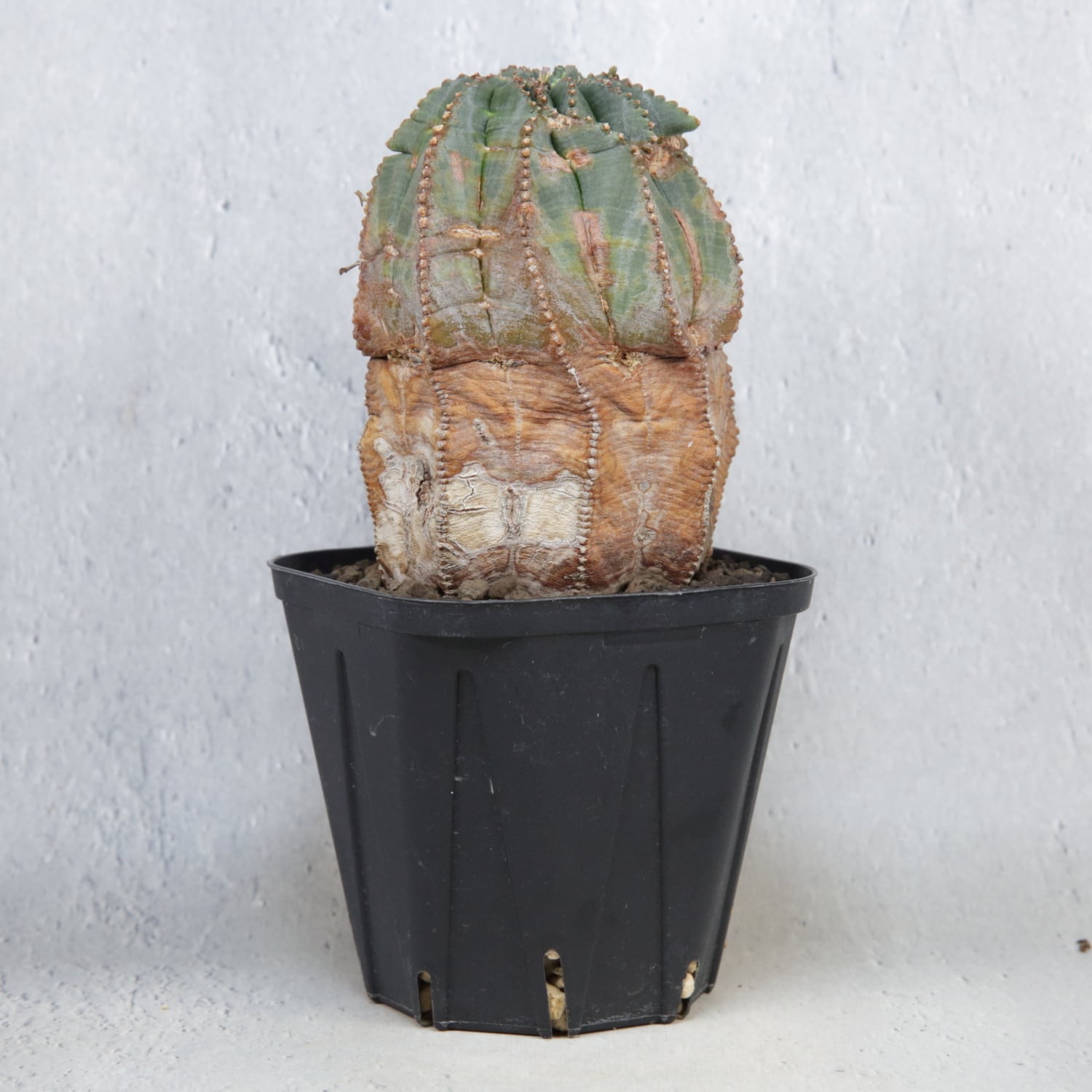 超厳選株】超大株 直径約7.7cm マウンテン 捻じれ オベサ