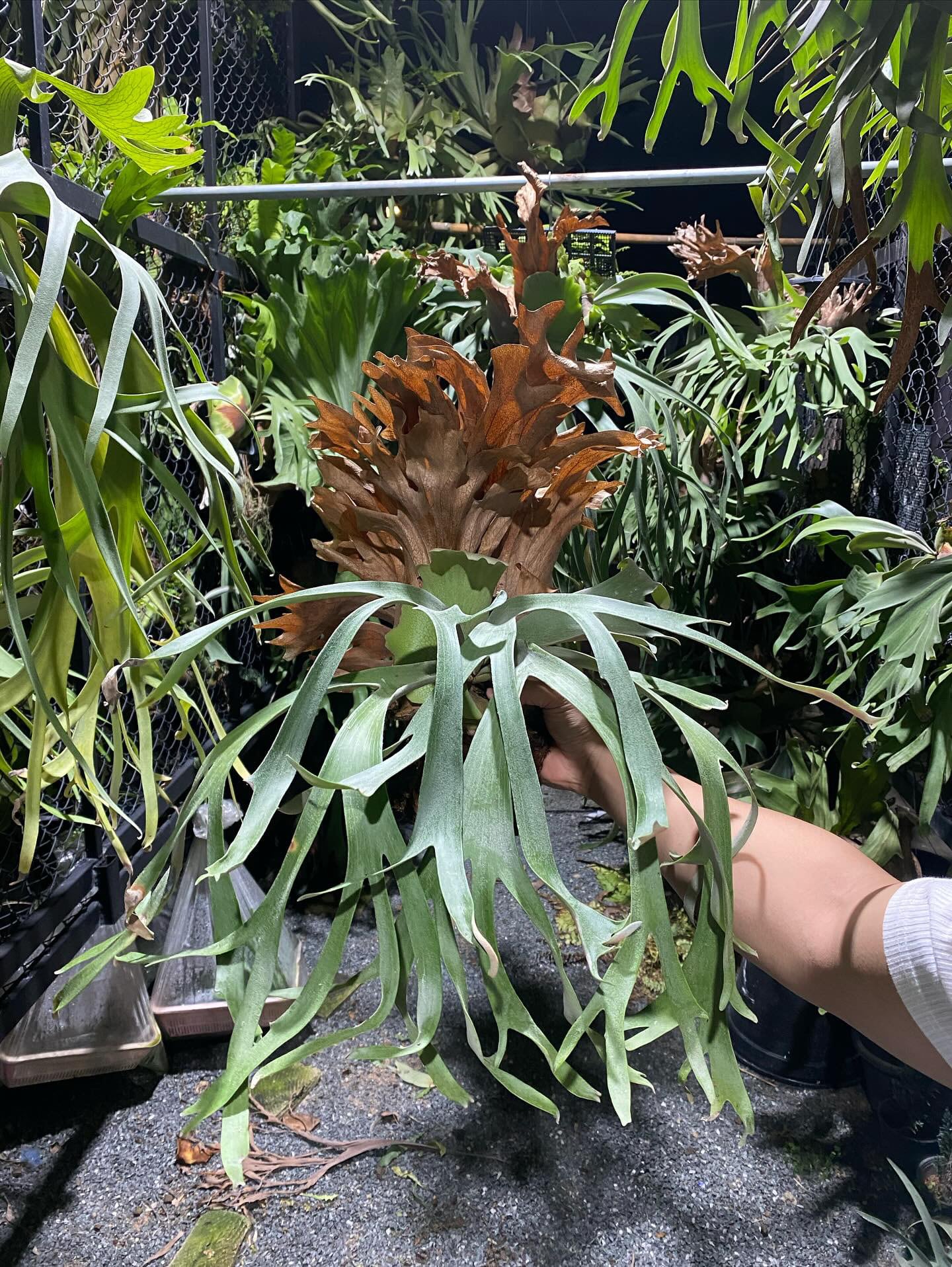 P.willinckii RU206親株 P. willinckii cv. Sombrero (pup) | naturefix