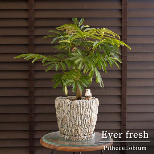 幹太 エバーフレッシュ 6号 陶器鉢 Ever fresh 観葉植物 盆栽 0731BG