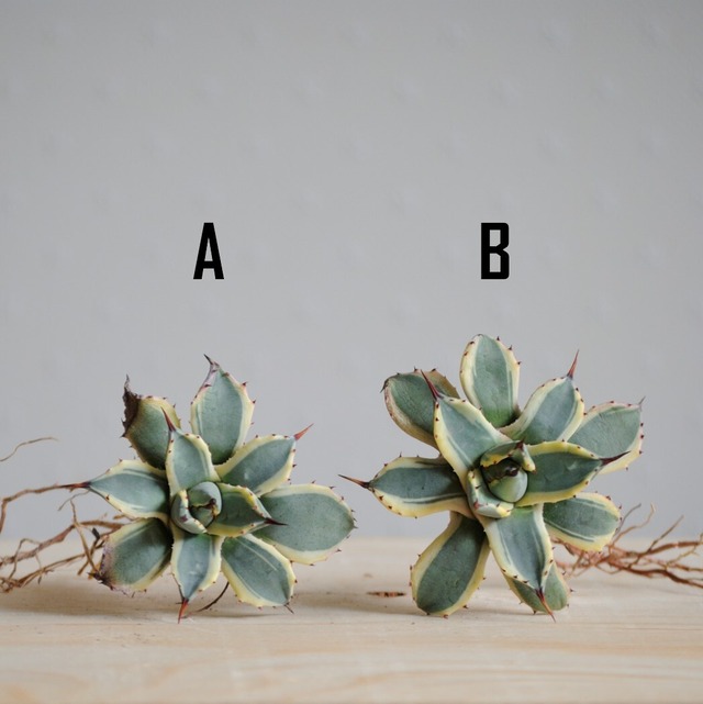 アガベ アプラナータ クリームスパイク