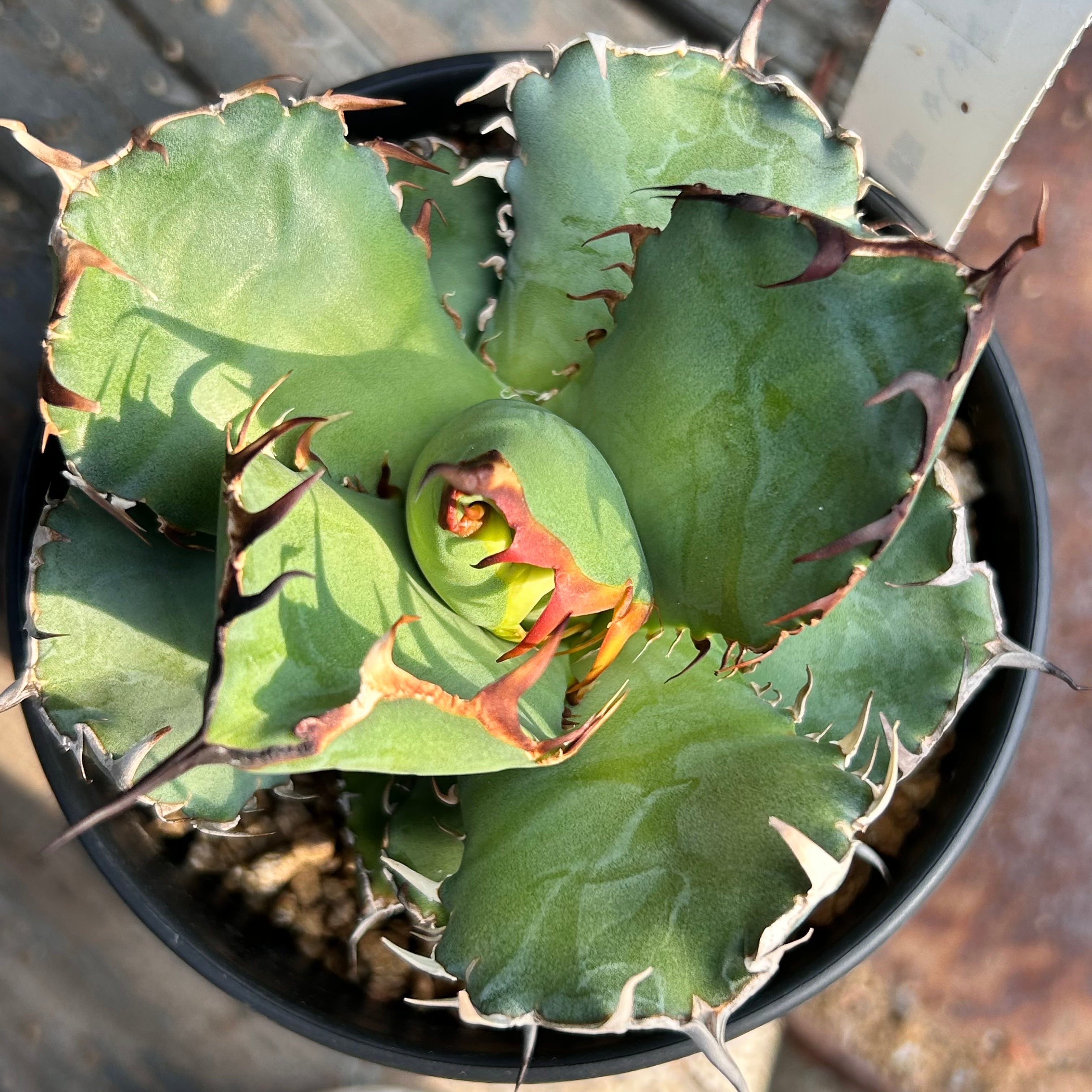 T)アガベ チタノタ 黒鯨(夏型) | RuPo 多肉植物専門店