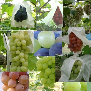 岡山葡萄セット４種類の葡萄をセット！色々な味をお楽しみ下さい。約２k