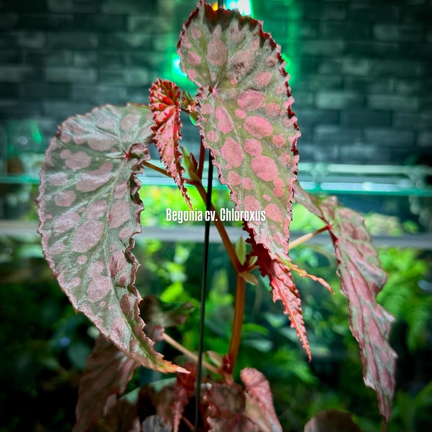 Begonia murina | ベゴニア専門 オンラインショップ
