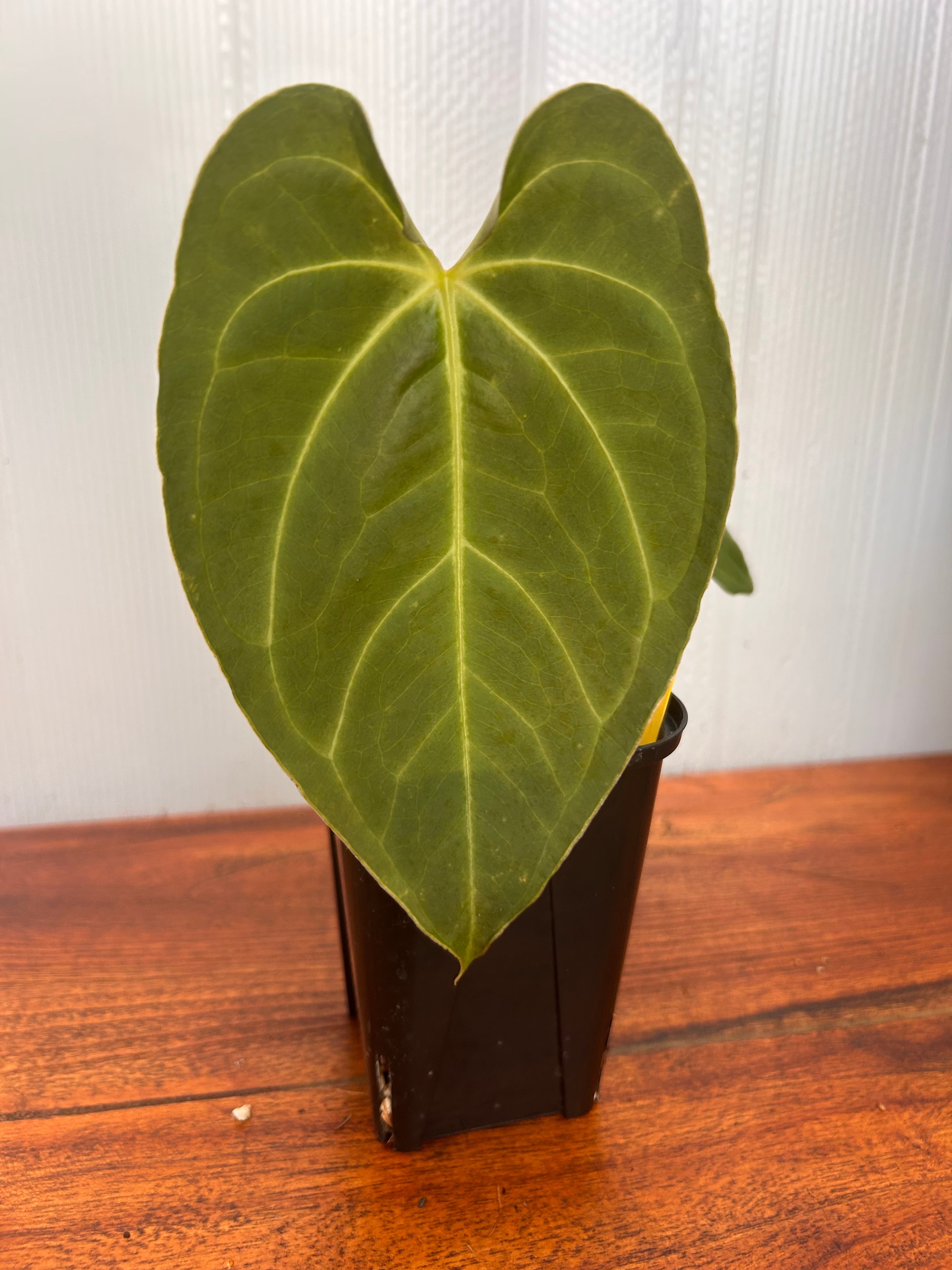 Anthurium | BALI-AN 園芸