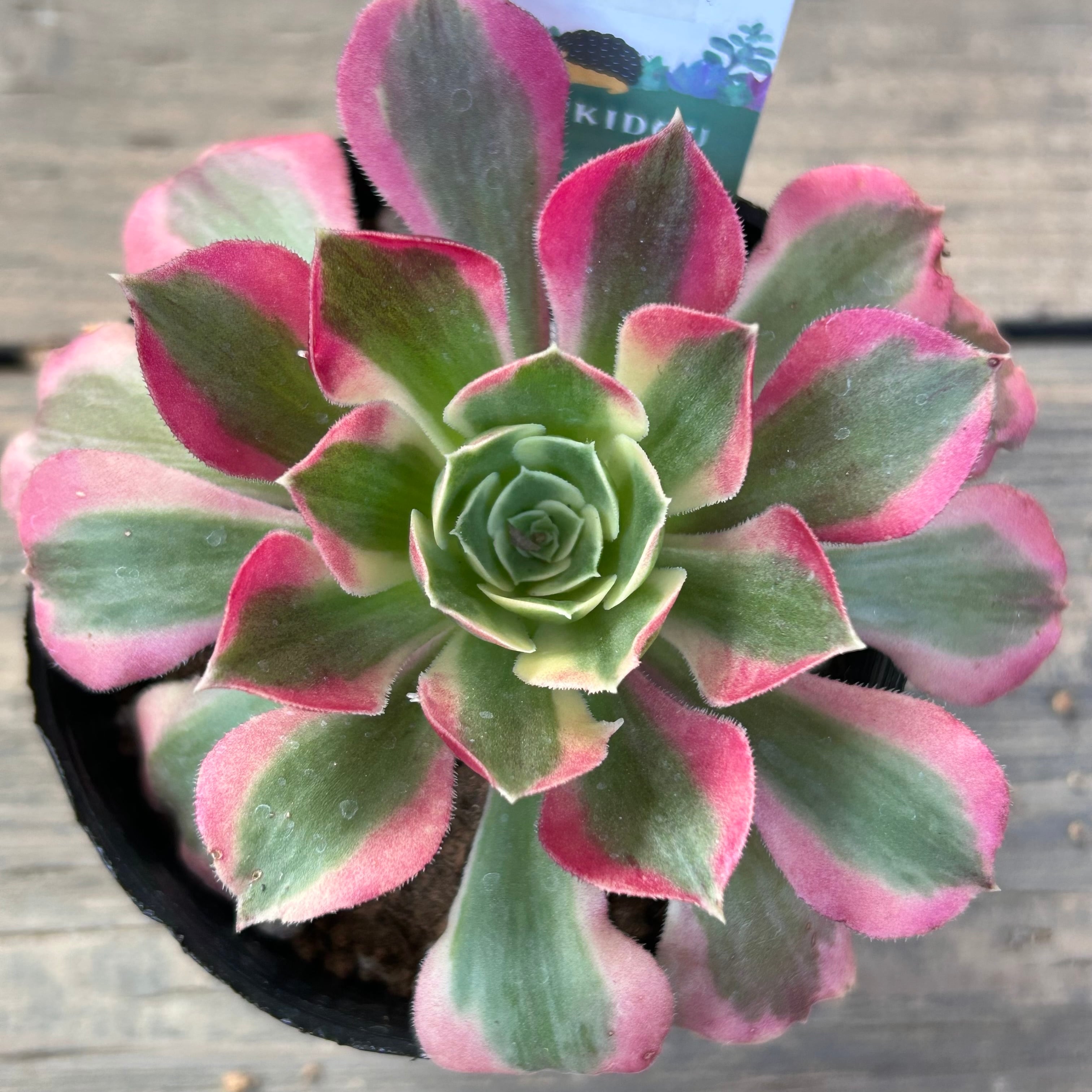 多肉植物 | RuPo 多肉植物専門店 多肉植物 | RuPo 多肉植物専門店