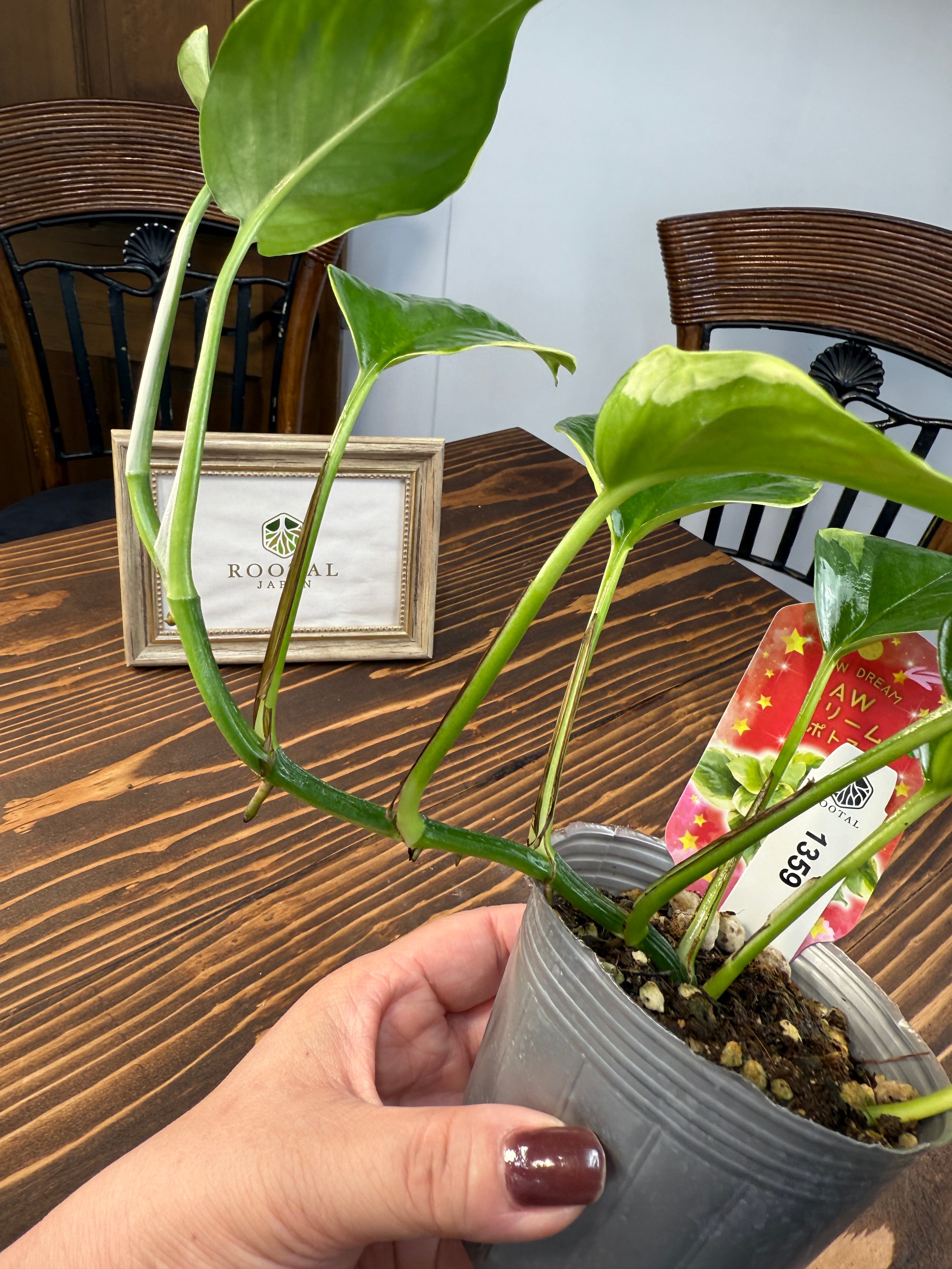 ポトス AWドリーム 激レア　新品種　ハンギング 観葉植物　希少 ポトス AWドリーム 激レア 新品種 ハンギング 観葉植物 希少