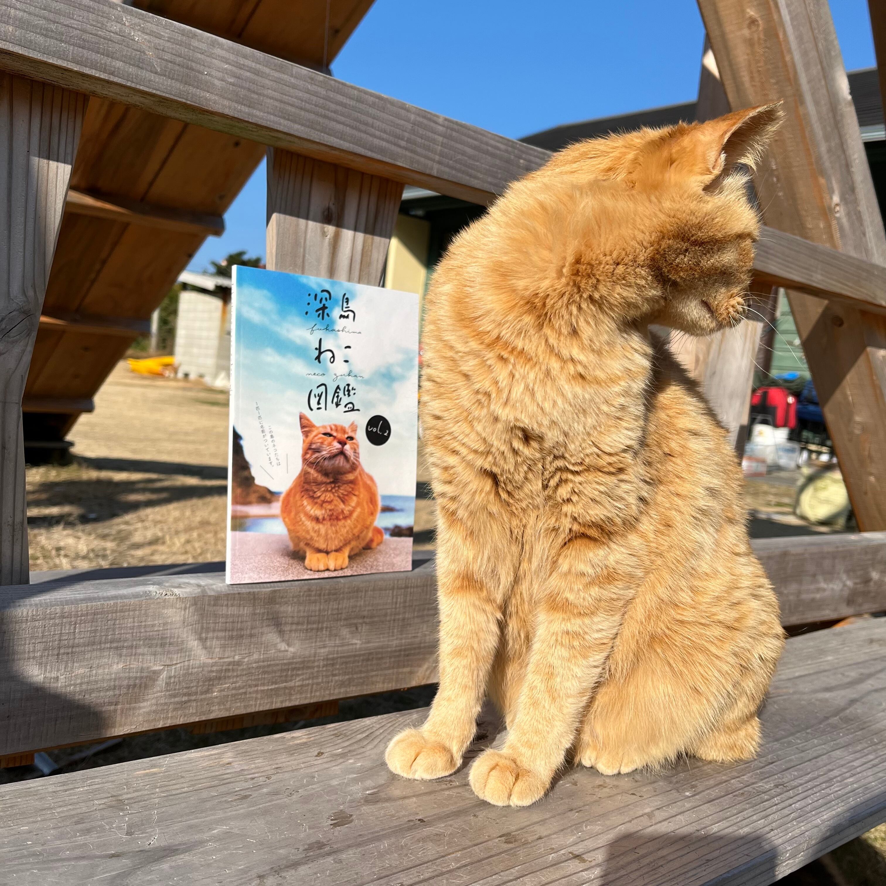 深島ねこ図鑑 vol.2 | deepblue55