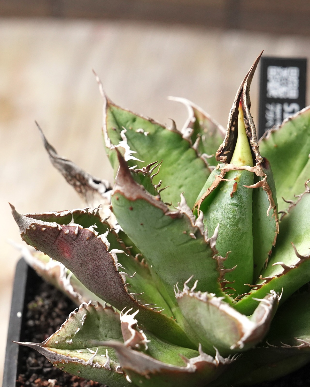 【PREMIUM】 抜き苗 アガベ チタノタ 疣々竜 親株 Agave titanota 'Totoro'