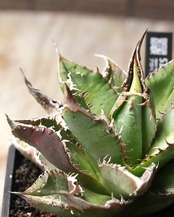 【PREMIUM】 抜き苗 アガベ チタノタ 疣々竜 親株 Agave titanota 'Totoro'