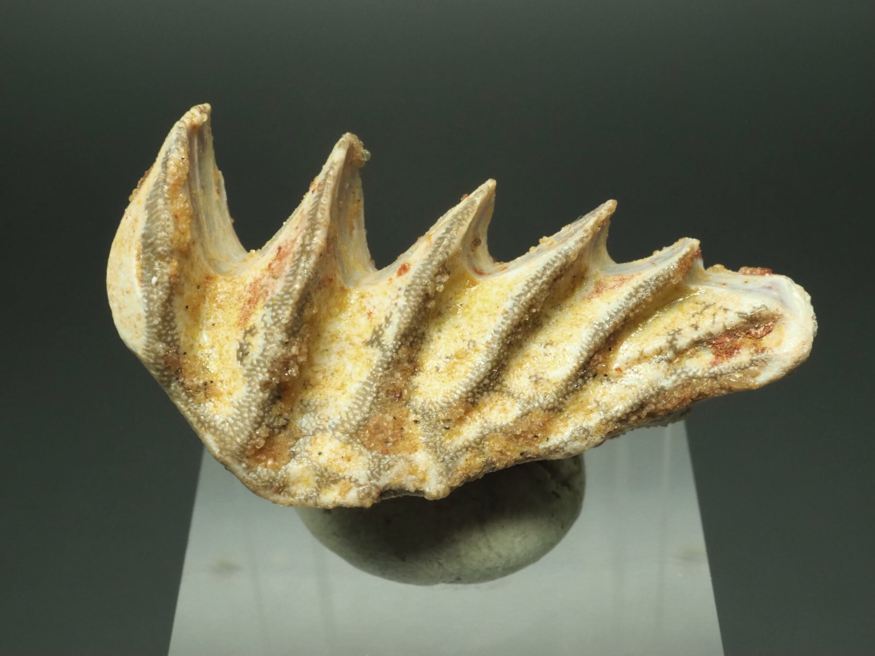 魚類の化石【Enchodus elegans】【275 g】モロッコ王国産/エンコドゥス