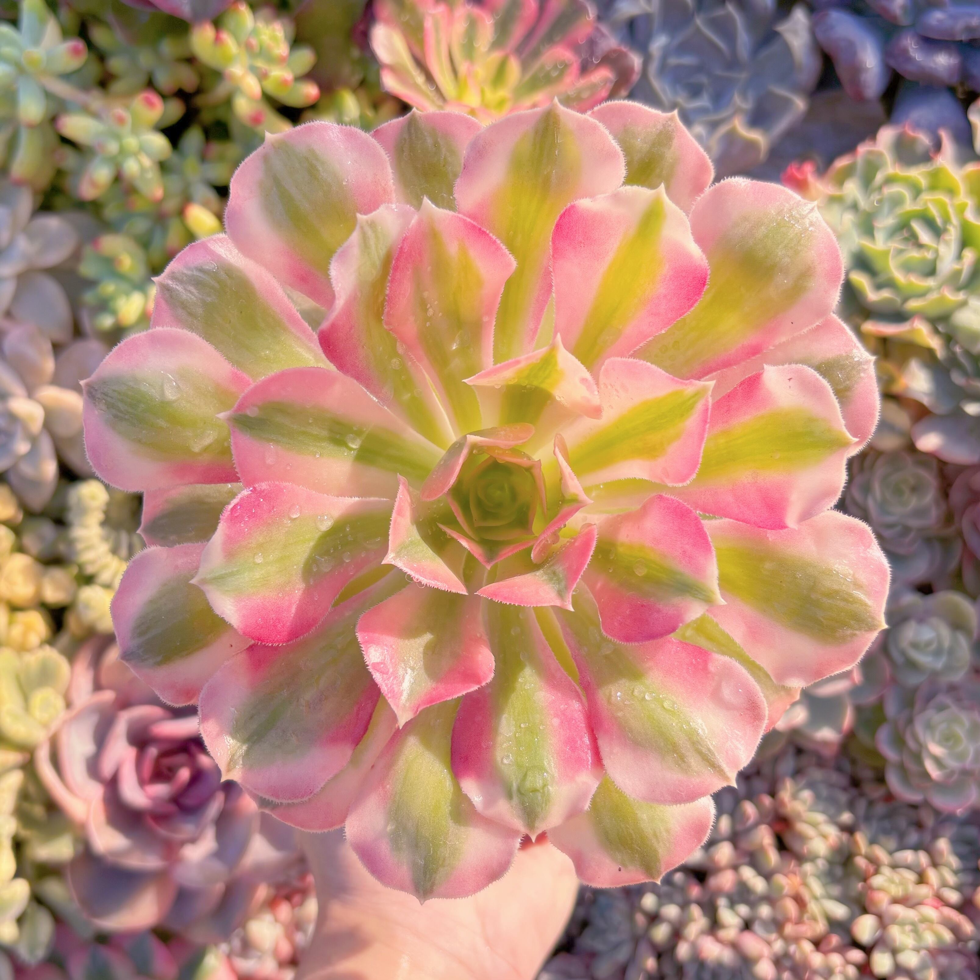 現品　アフラダイティ#2189　るる農園