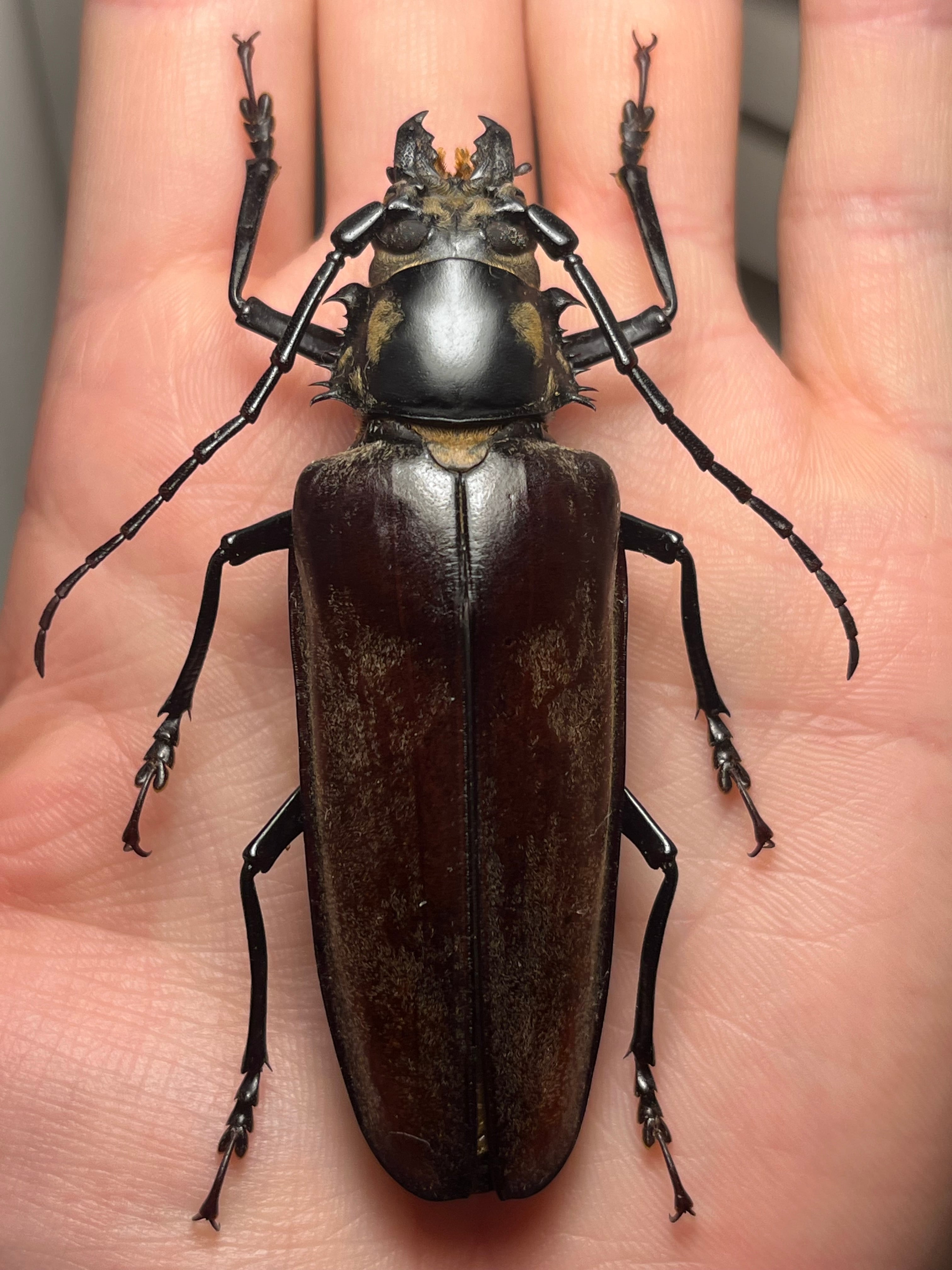 オオエンマハンミョウ Manticora sp. Giant Tiger Beetle | オモニキチュウ