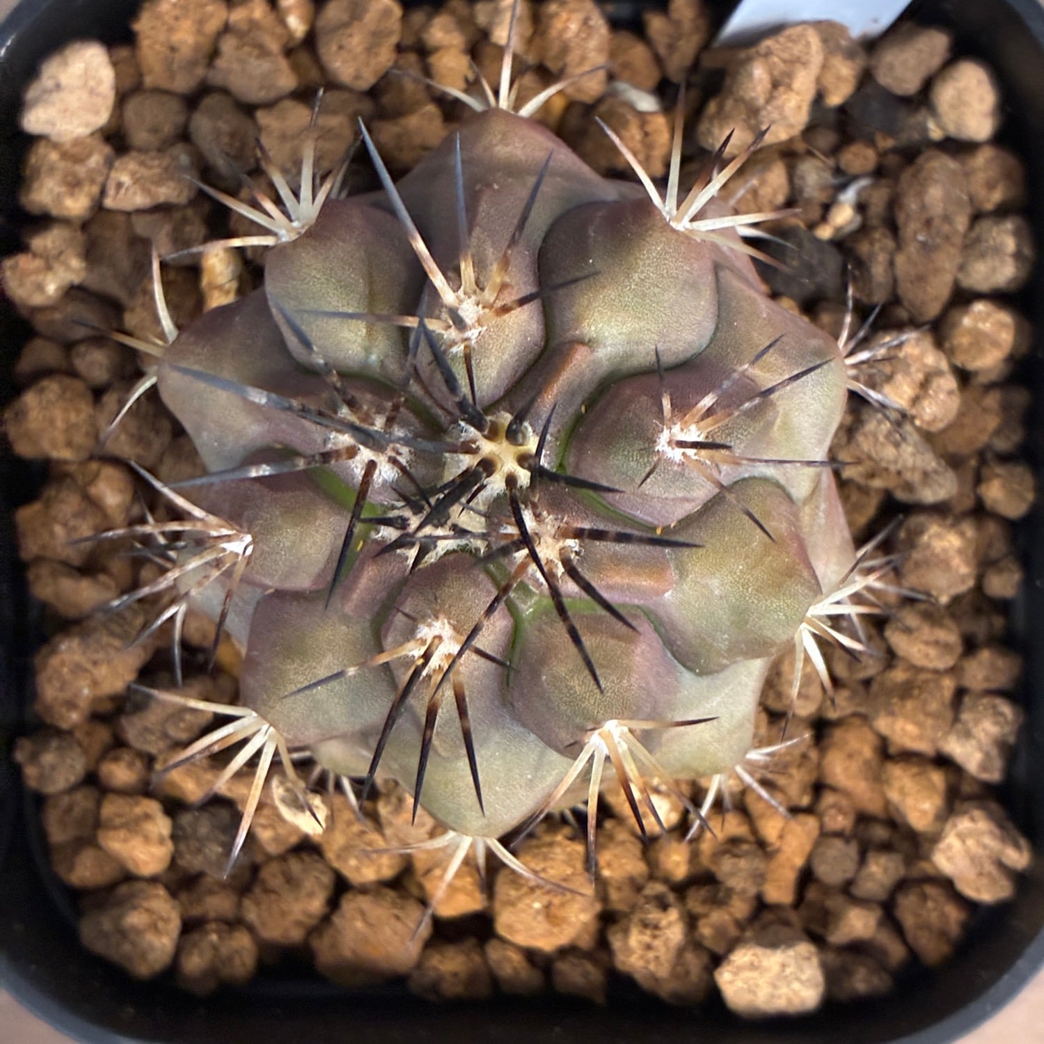 Copiapoa】サボテン コピアポア デュラ 銅羅丸実生【958】 | PROTOLEAF
