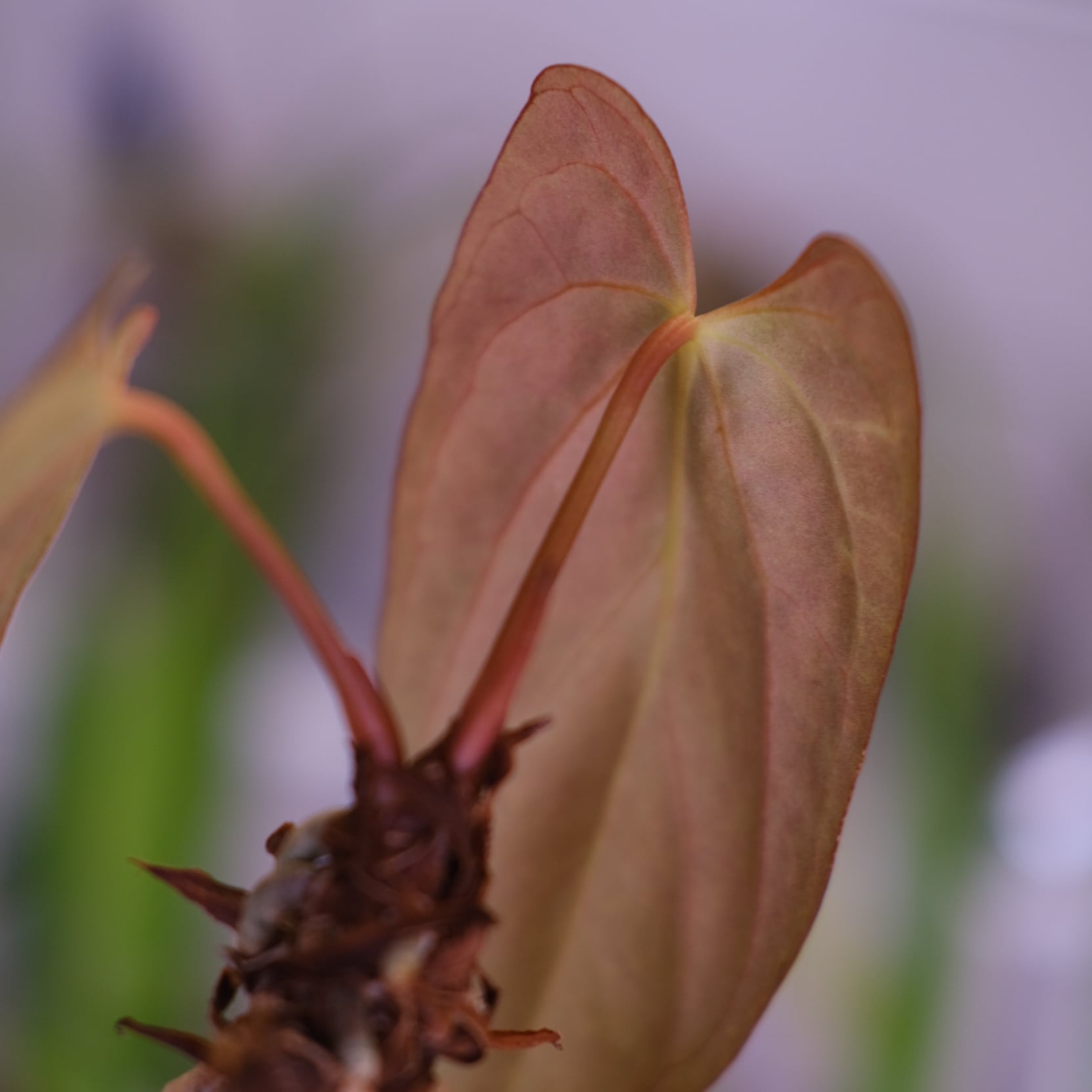 2 アンスリウム　パピリラミナム　FS フォートシャーマン×ダークフェニックス 2 アンスリウム パピリラミナム FS フォートシャーマン×ダーク