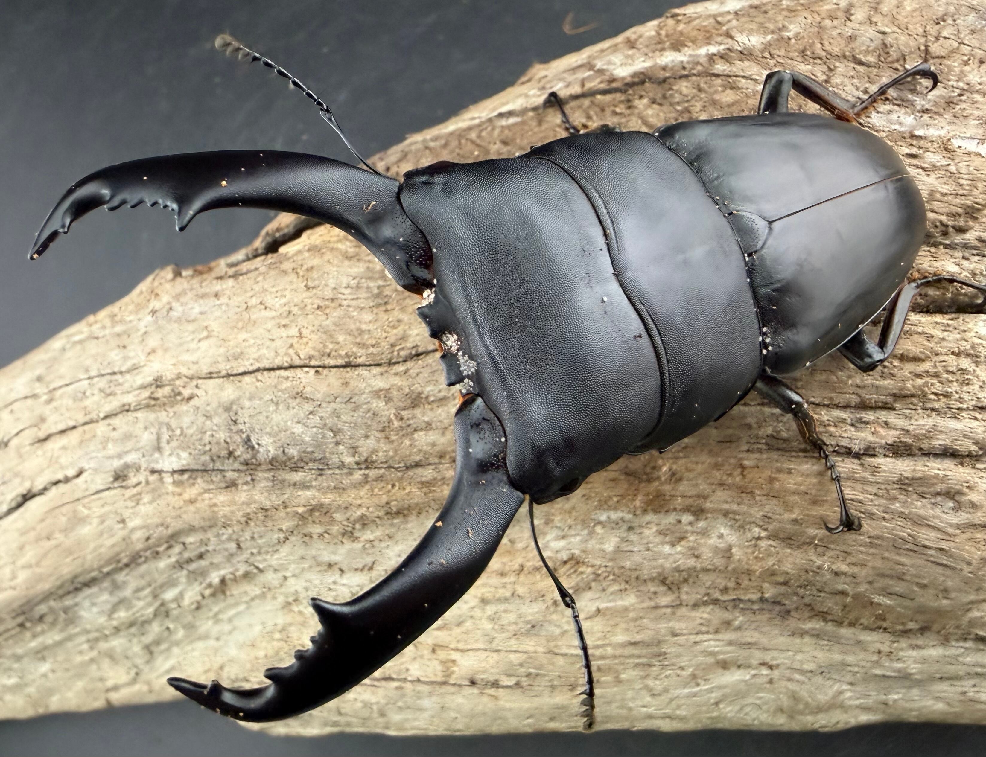 昆虫標本☆南カリマンタン産オオヒラタクワガタ♂84ミリ 【公式通販】