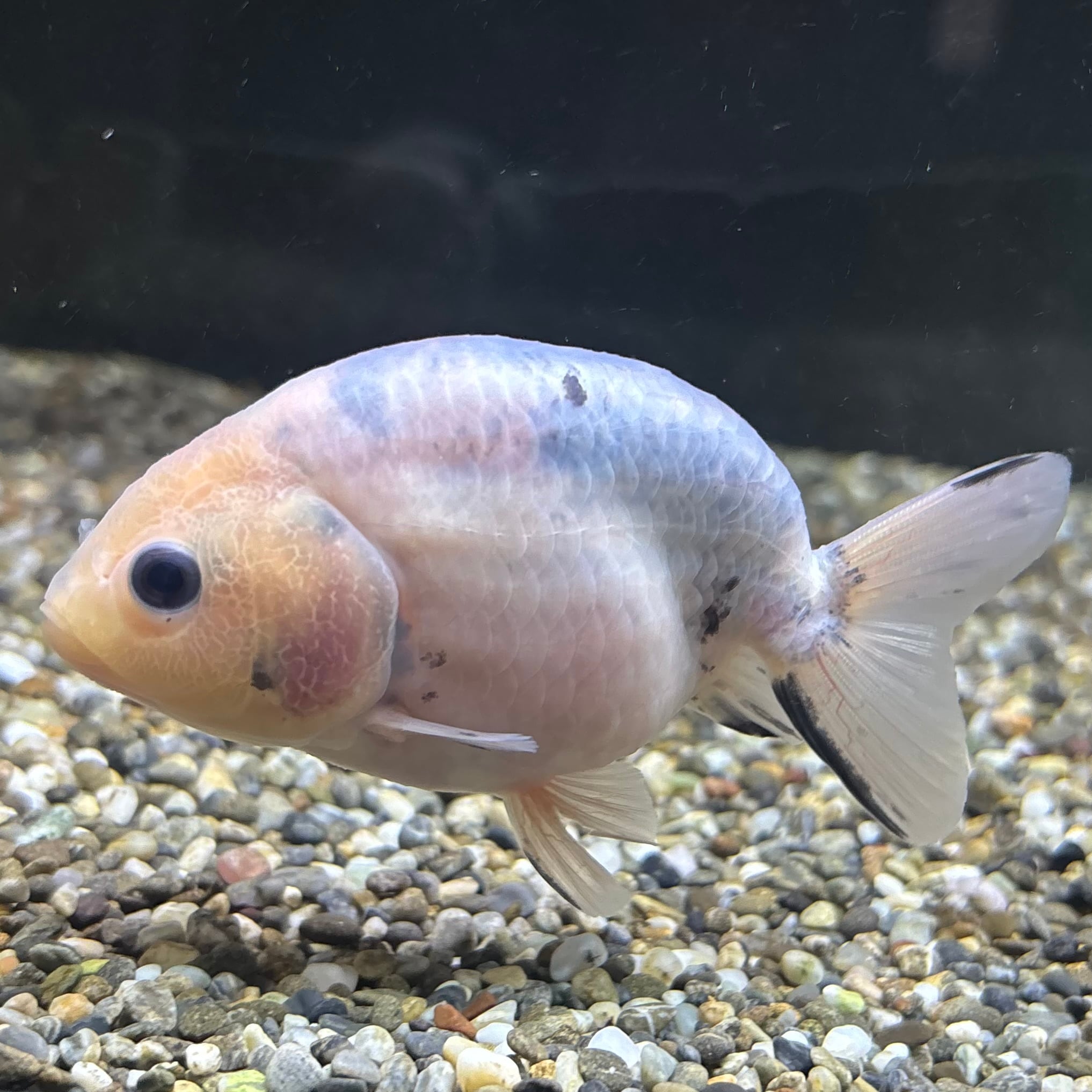 白黒透明鱗らんちゅう 10cm